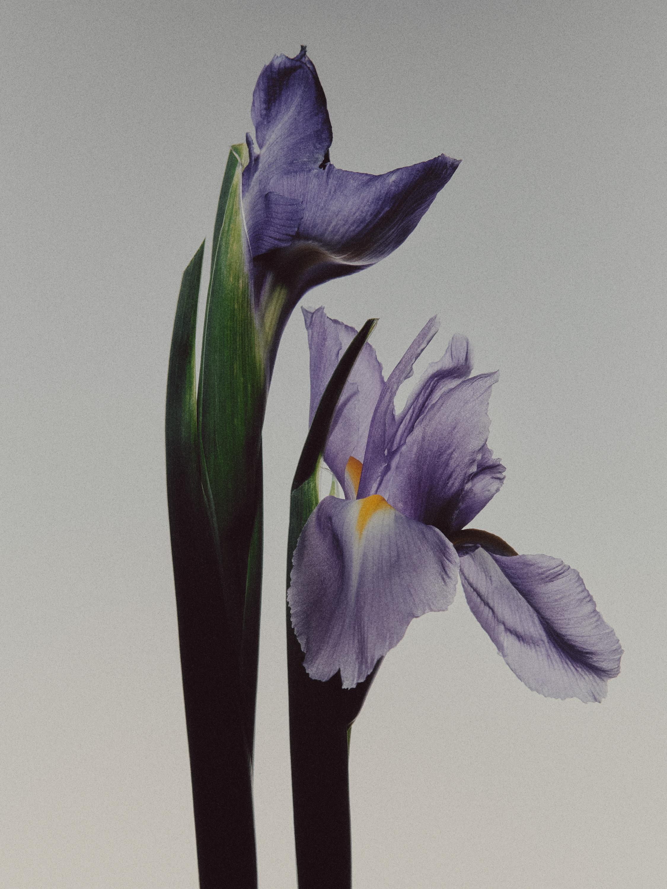 (100ml) IRIS ILLUSIONA EAU DE PARFUM