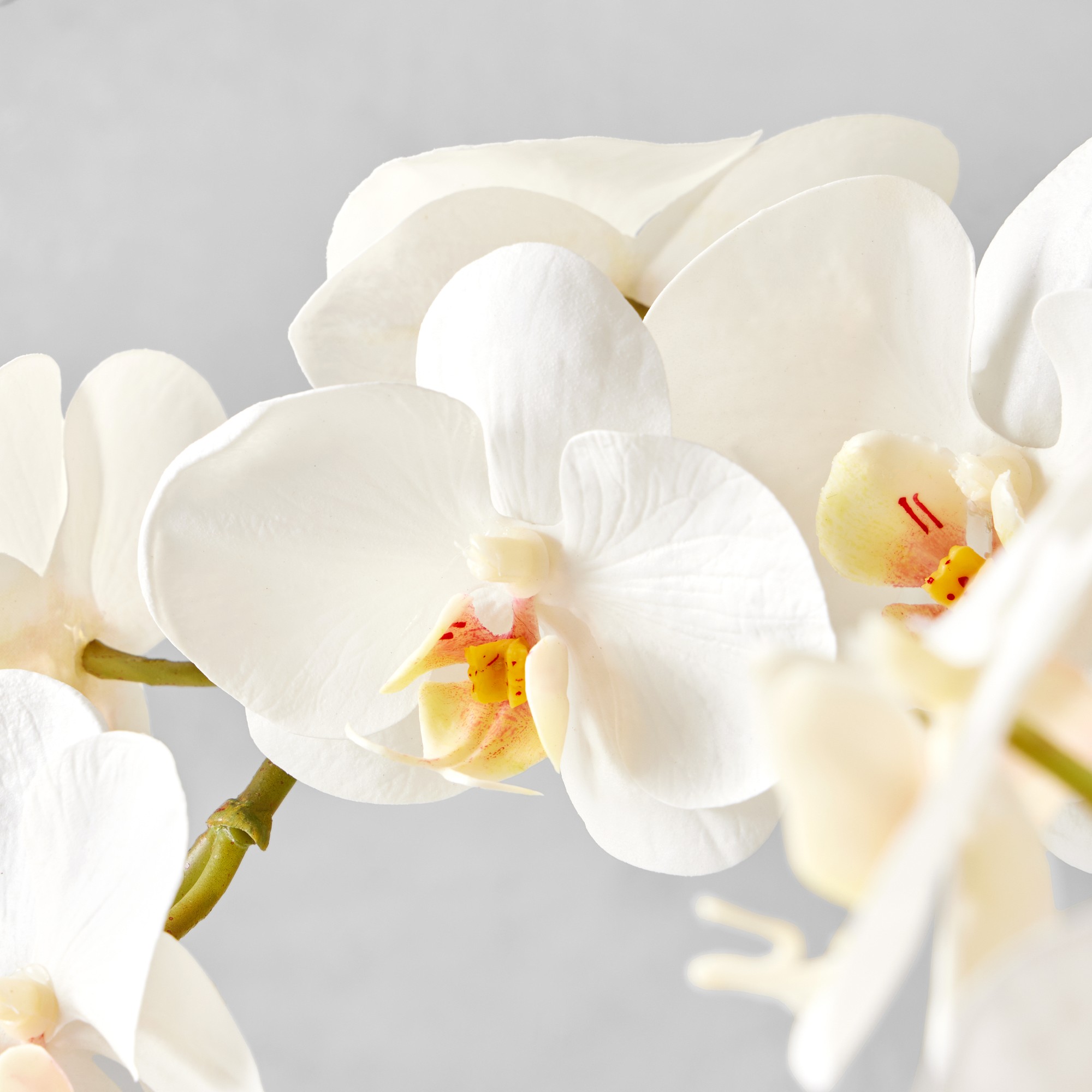 Jeff Leatham x Williams Sonoma Real Touch Faux White Phalaenopsis Orchid in Tapered Bowl, 25