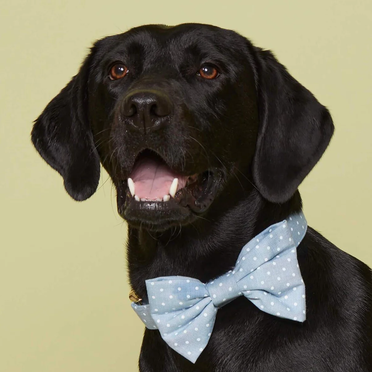Chambray Dots Bow Tie Collar