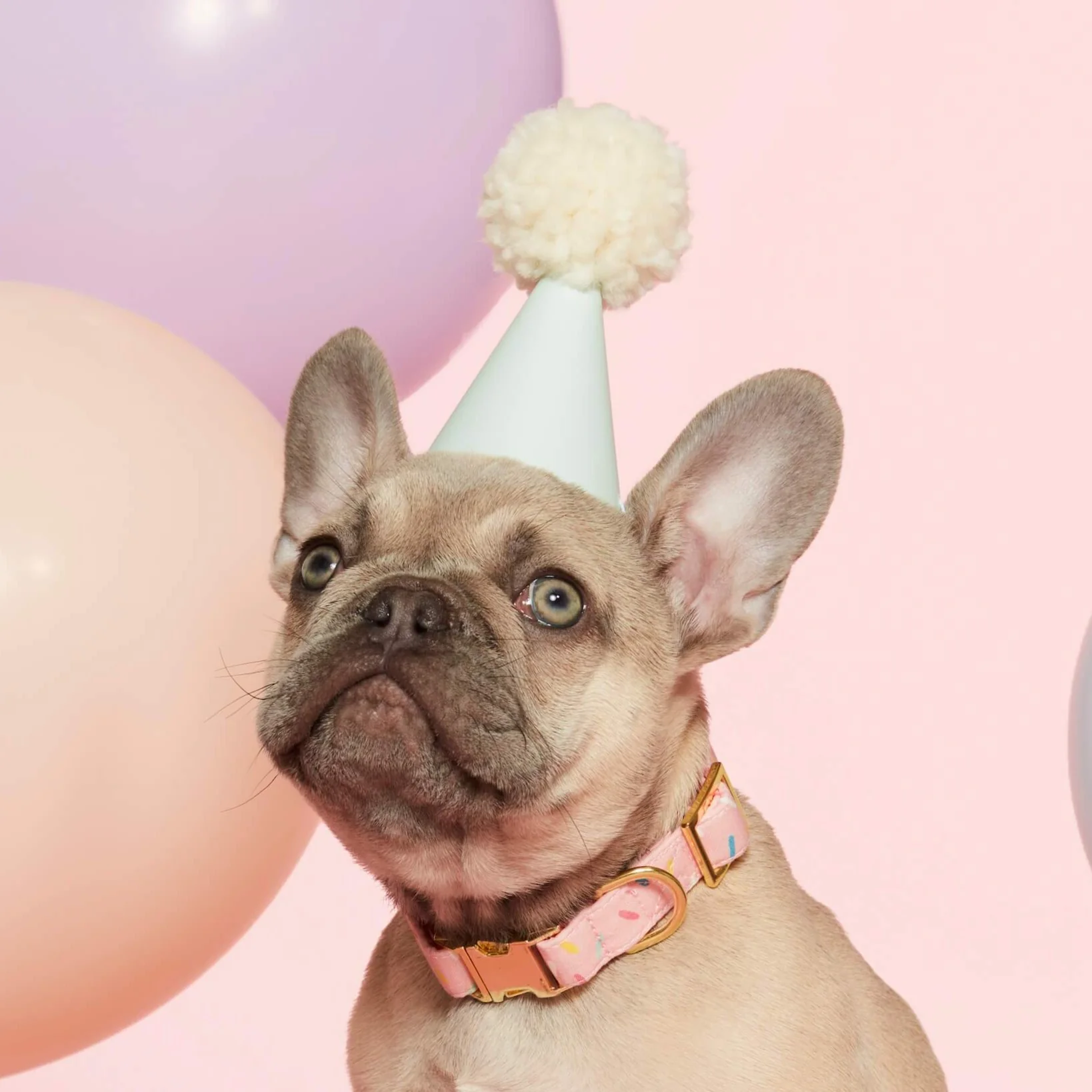 Sprinkles Dog Collar