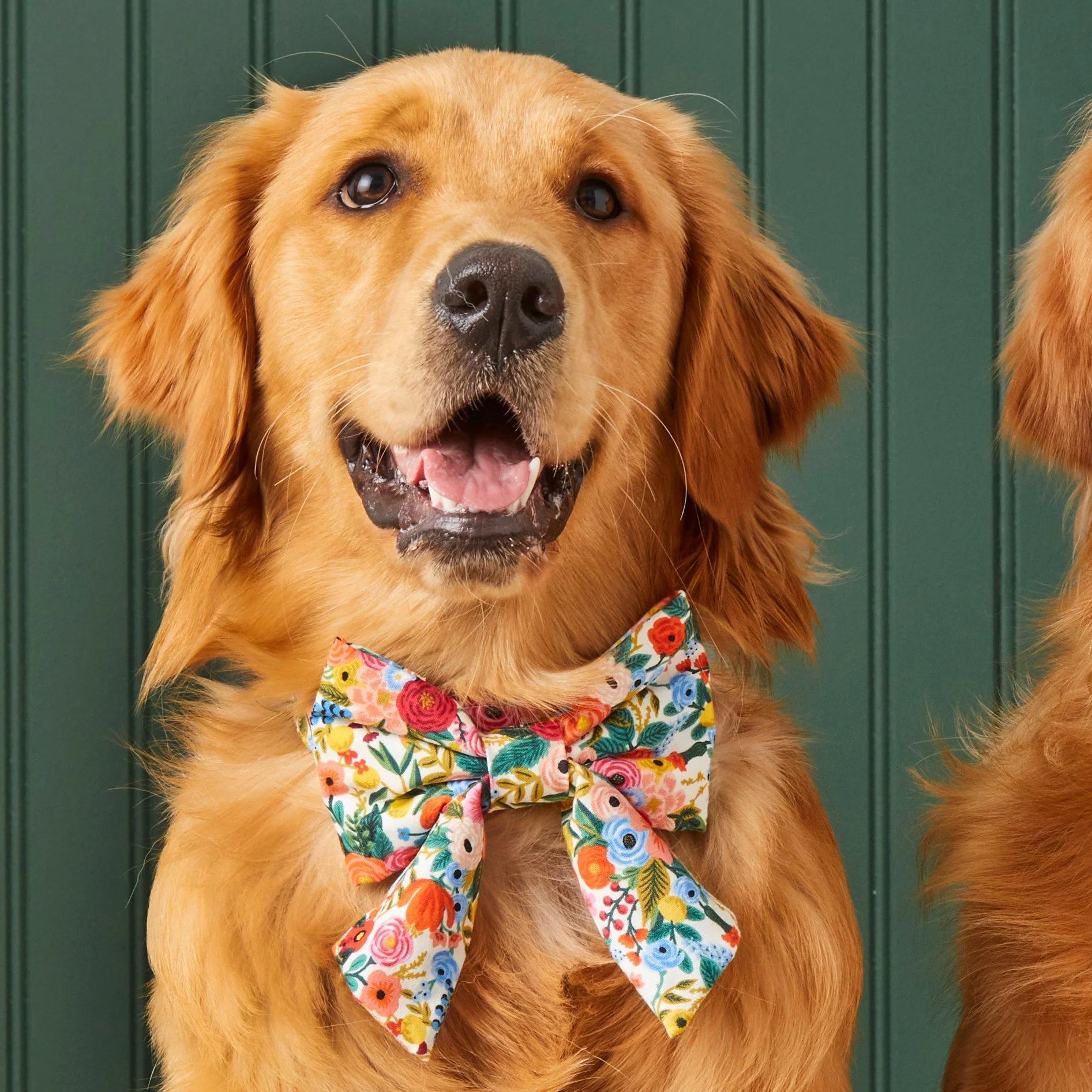 Rifle Paper Co. x TFD Garden Party Lady Bow Collar