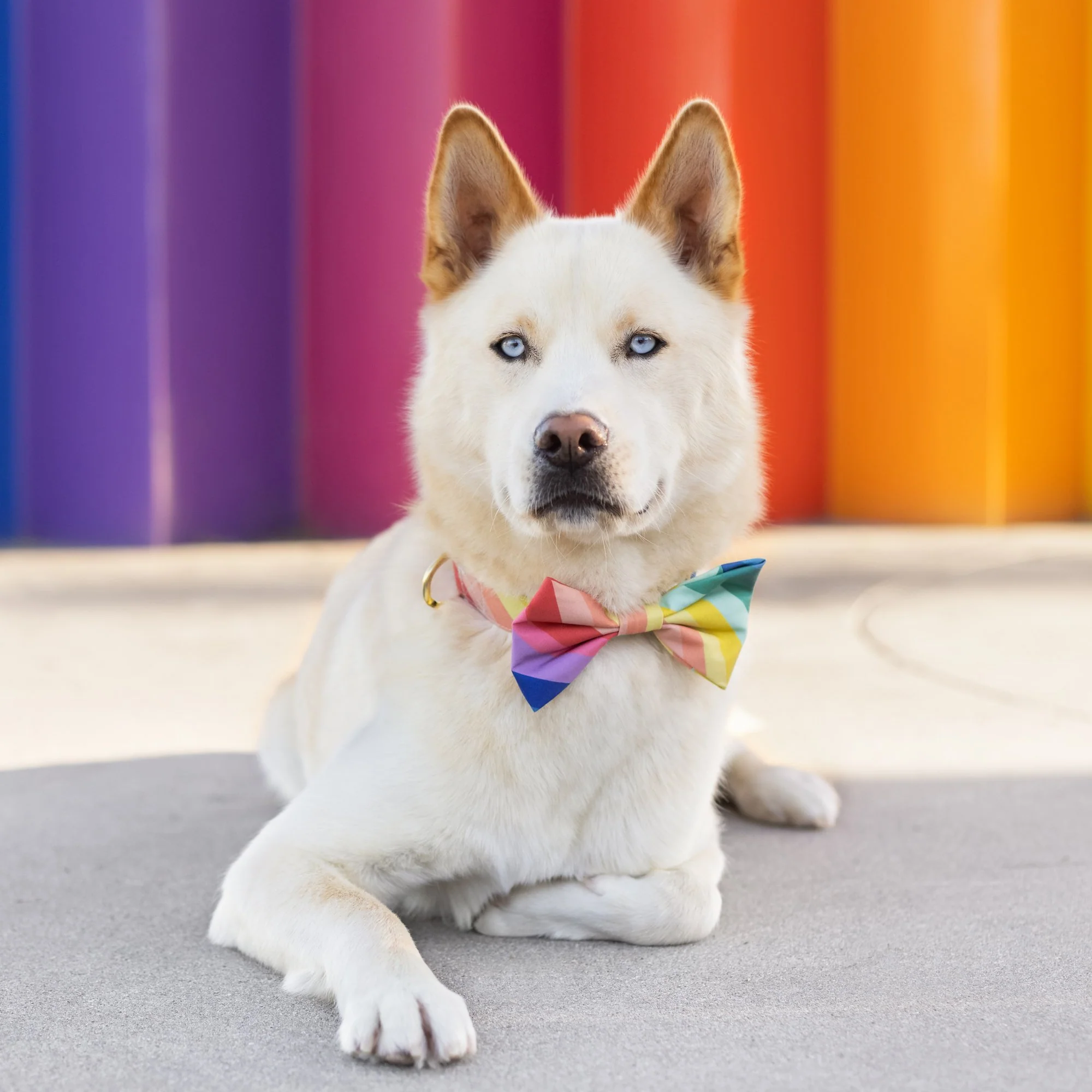 Over the Rainbow Dog Bow Tie