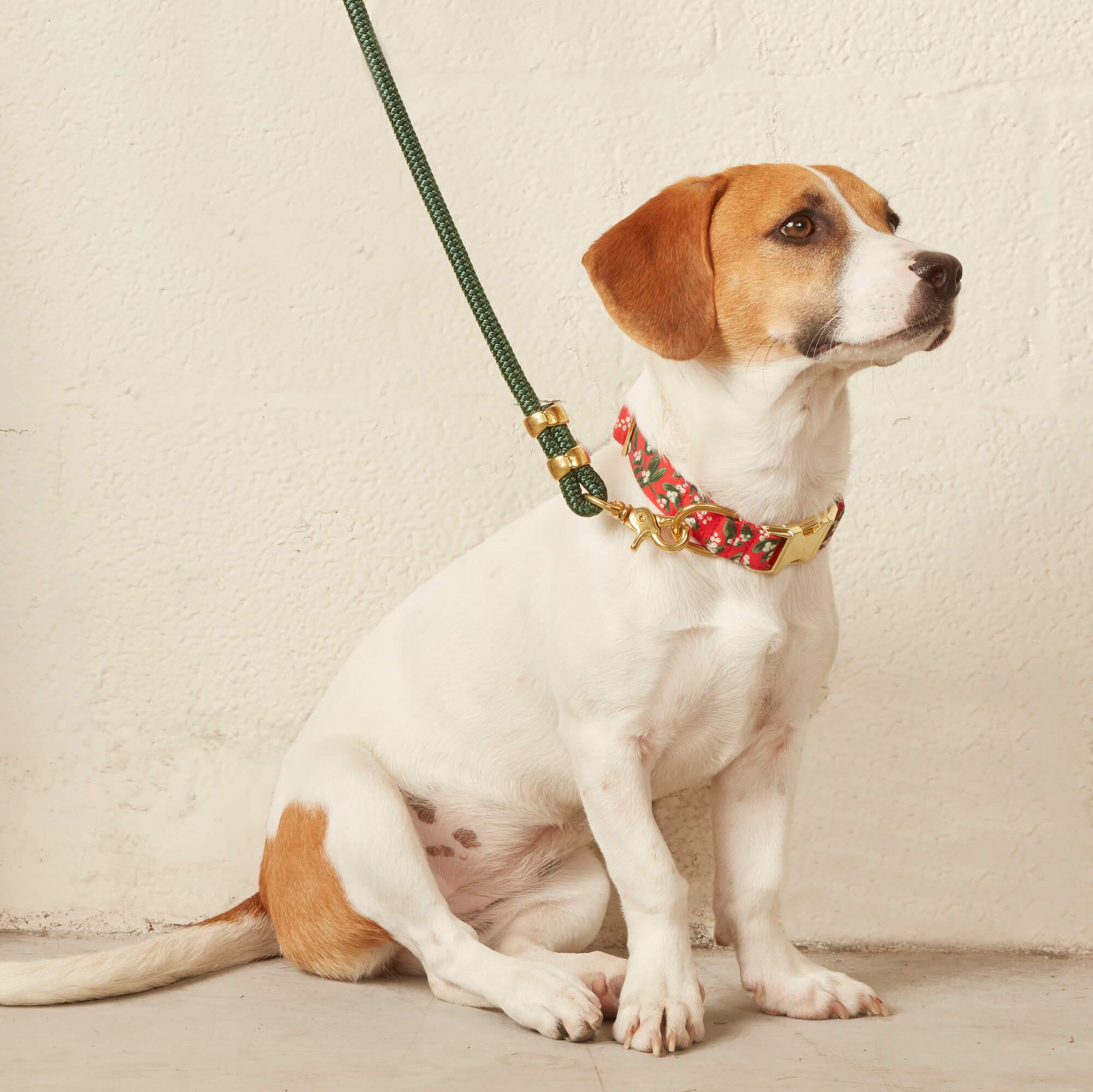 Rifle Paper Co. x TFD Mistletoe Collar Walk Set