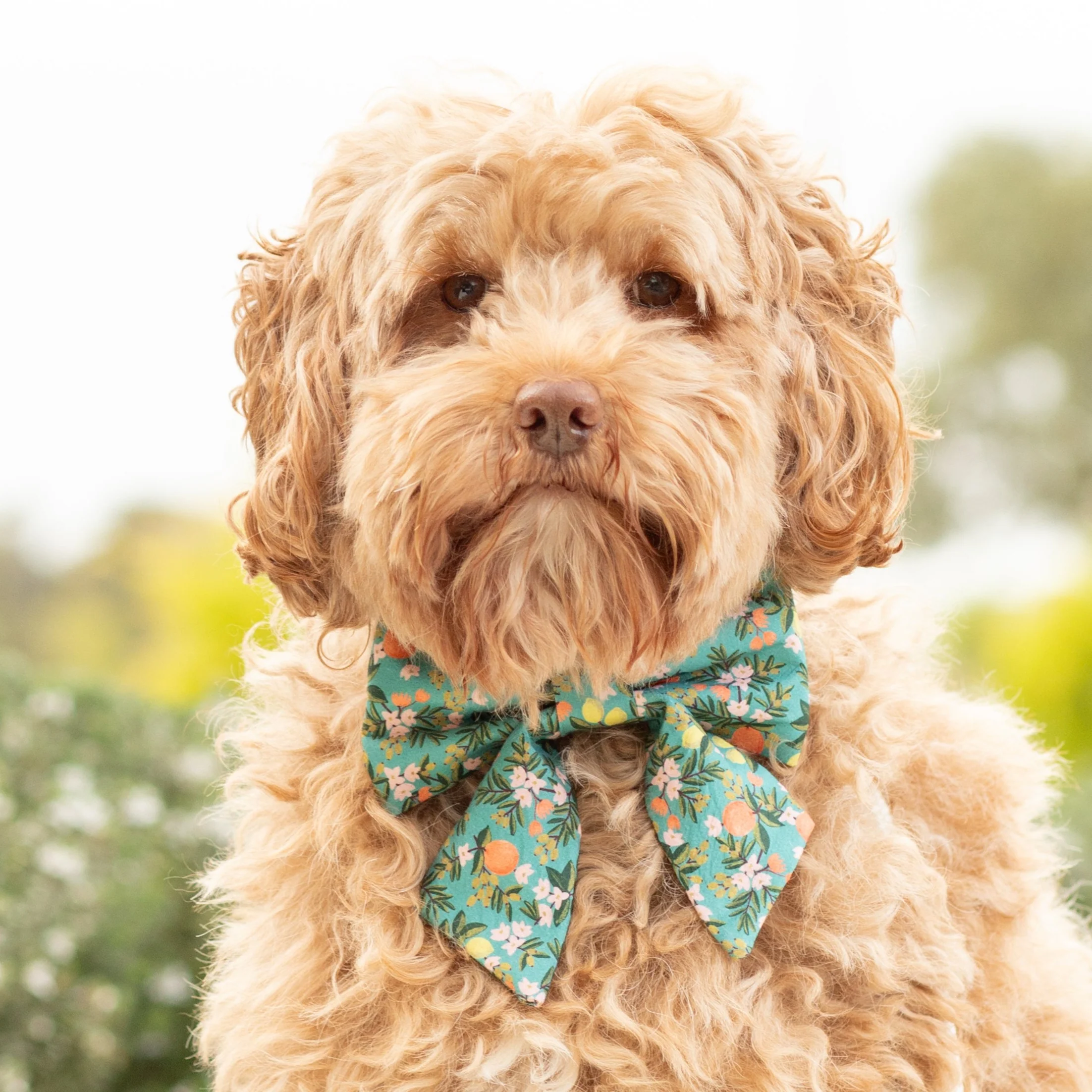 Rifle Paper Co. x TFD Citrus Floral Lady Dog Bow