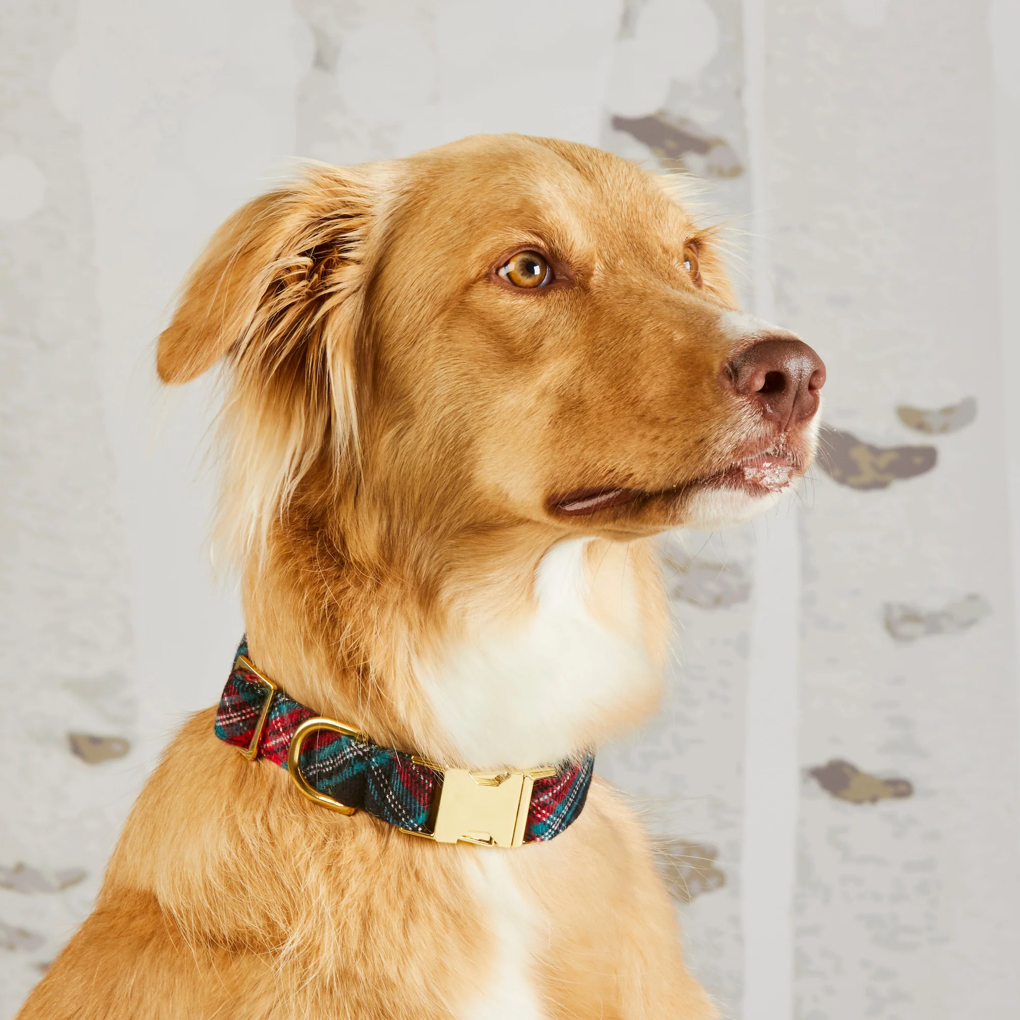 Draper James x TFD Georgia Plaid Dog Collar