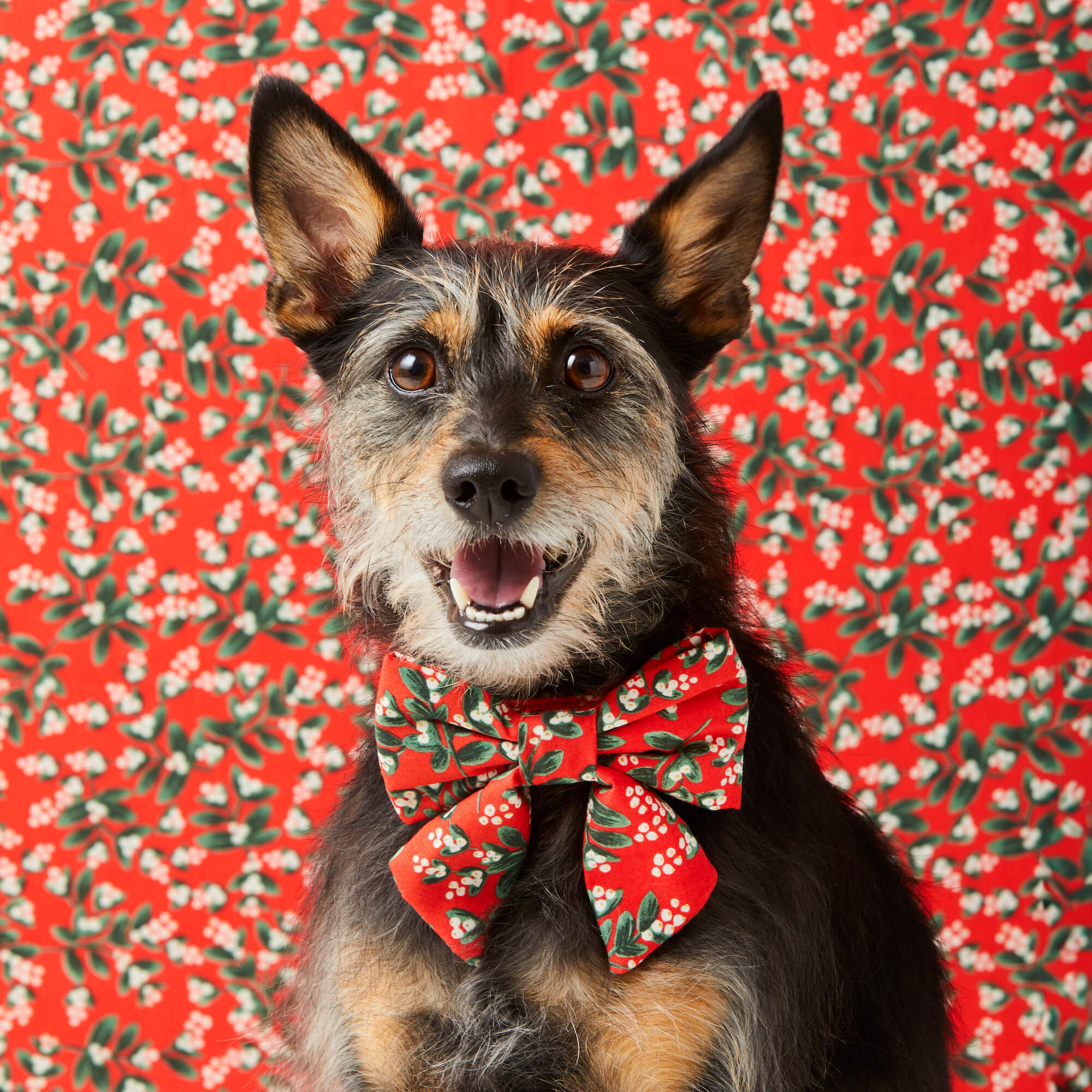 Rifle Paper Co. x TFD Mistletoe Lady Dog Bow