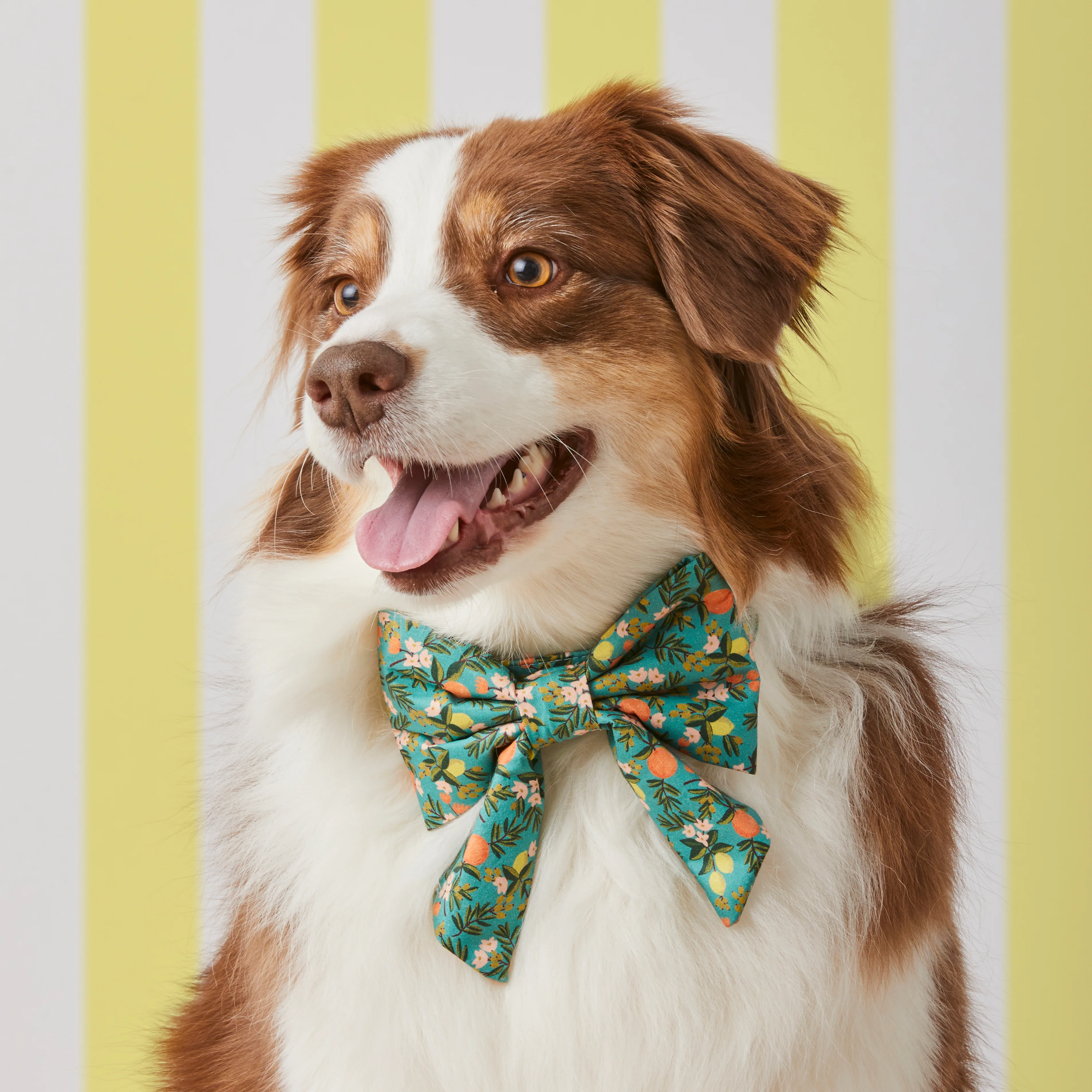 Rifle Paper Co. x TFD Citrus Floral Lady Bow Collar