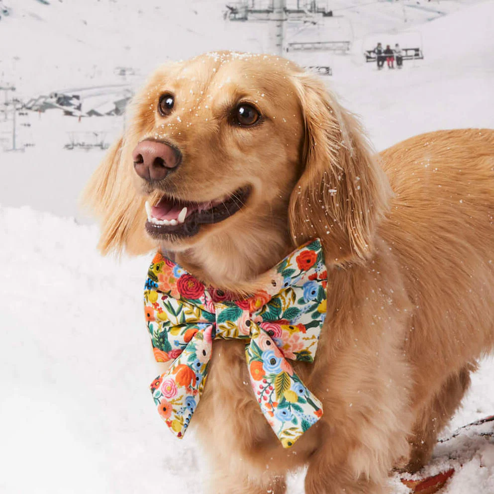 Rifle Paper Co. x TFD Garden Party Lady Bow Collar
