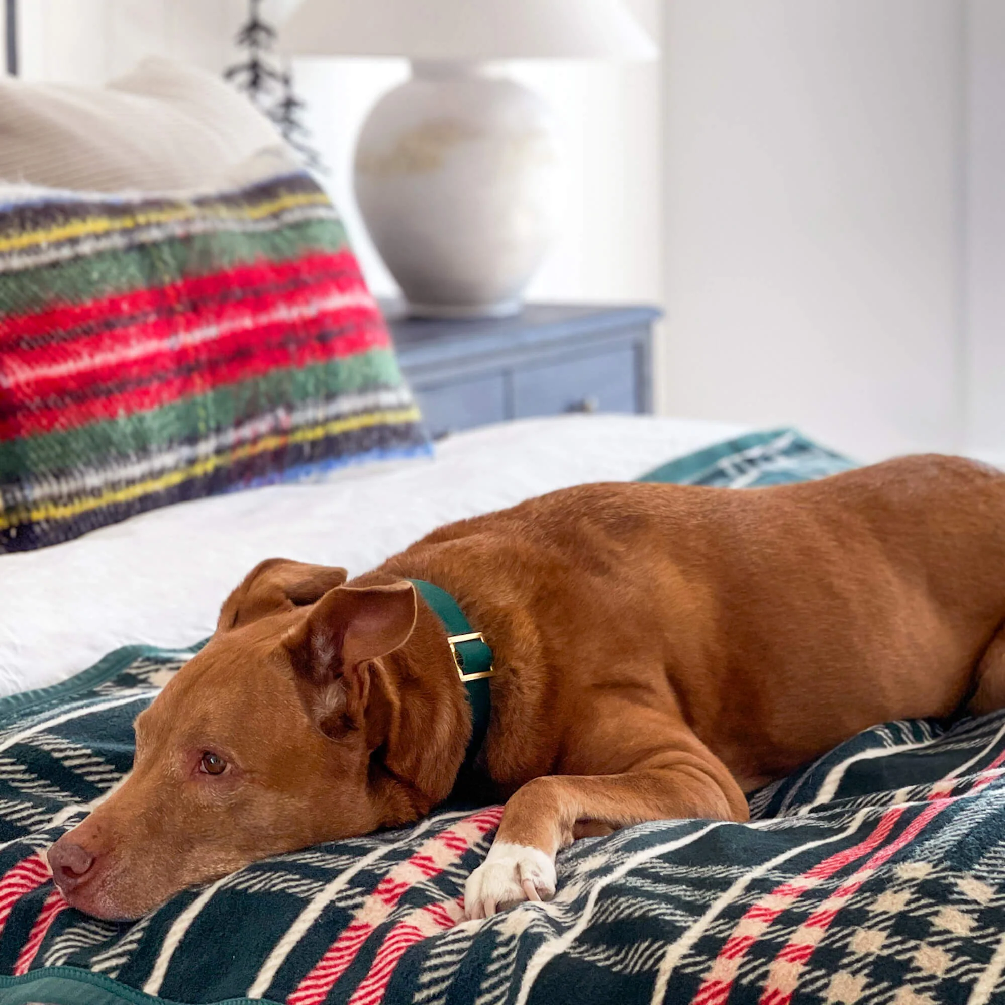 ChappyWrap x TFD Eggnog Plaid Dog Blanket