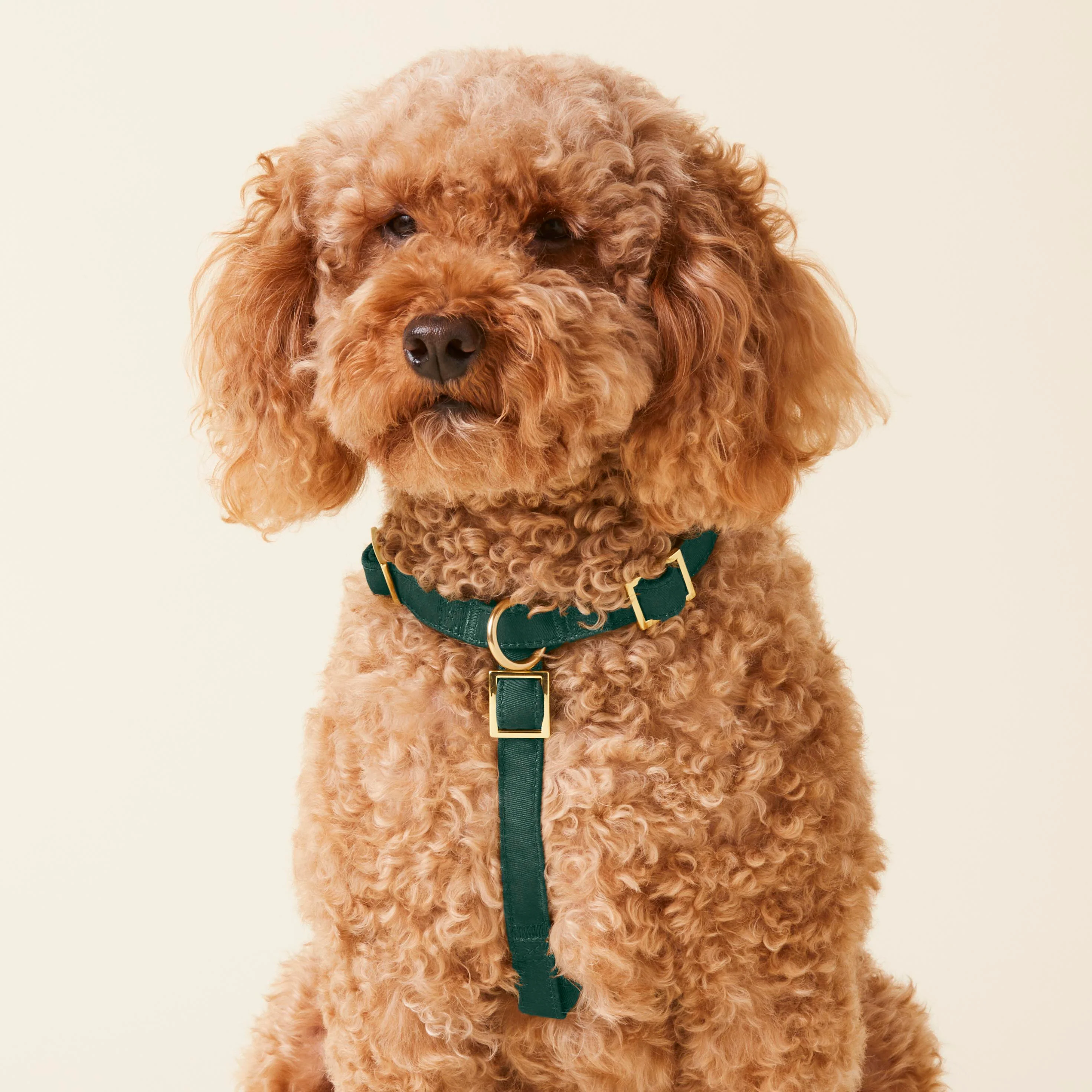 Evergreen Dog Harness
