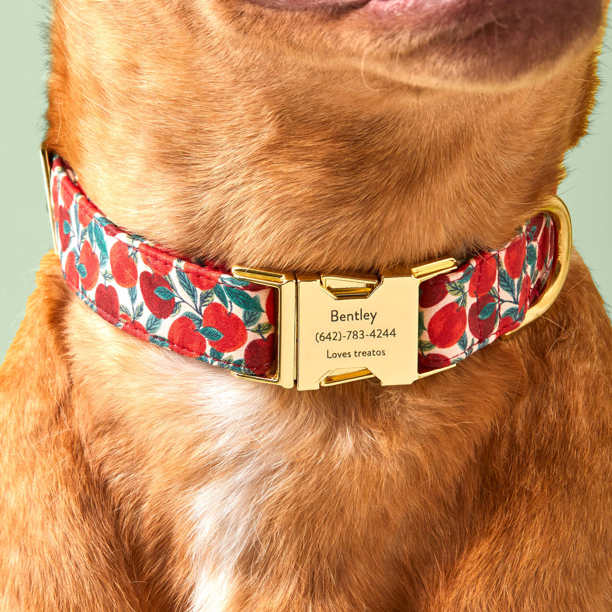 Apple of My Eye Dog Collar