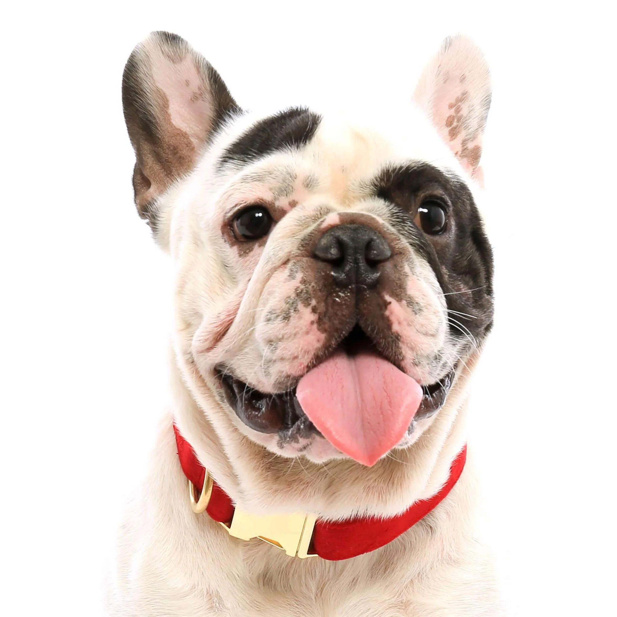 Cranberry Velvet Dog Collar