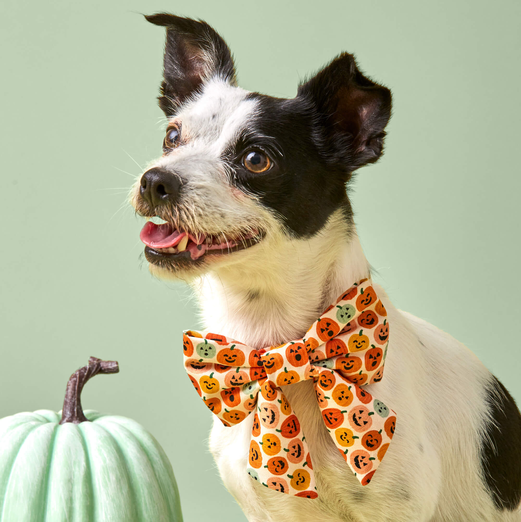 Jack-o’-Lanterns Lady Bow Collar