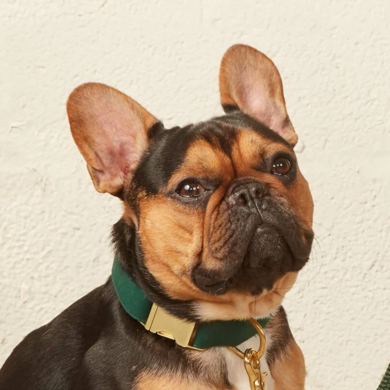 Evergreen Dog Collar