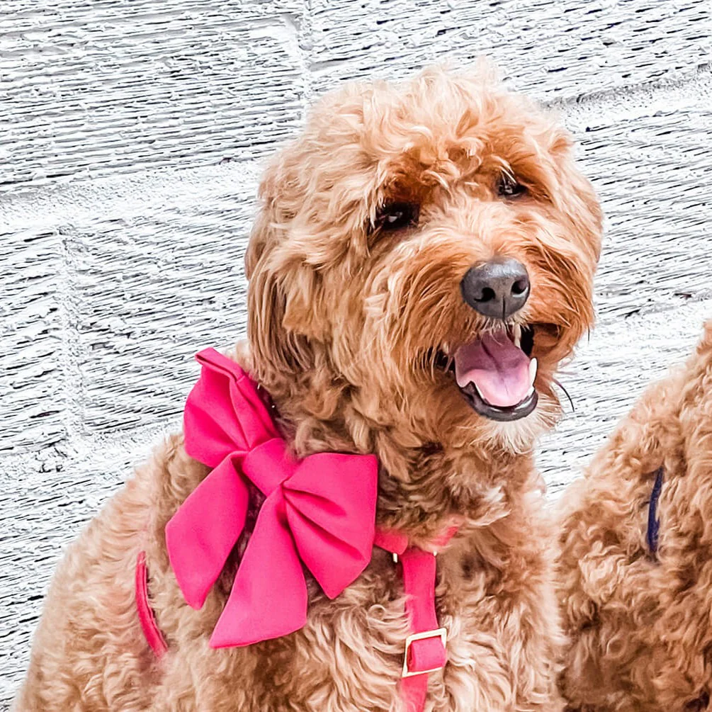Hot Pink Lady Dog Bow