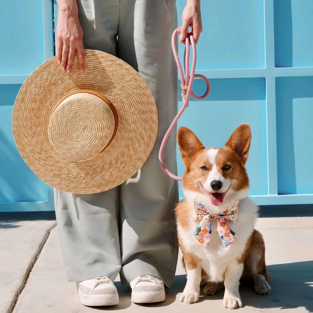 Rifle Paper Co. x TFD Marguerite Lady Dog Bow