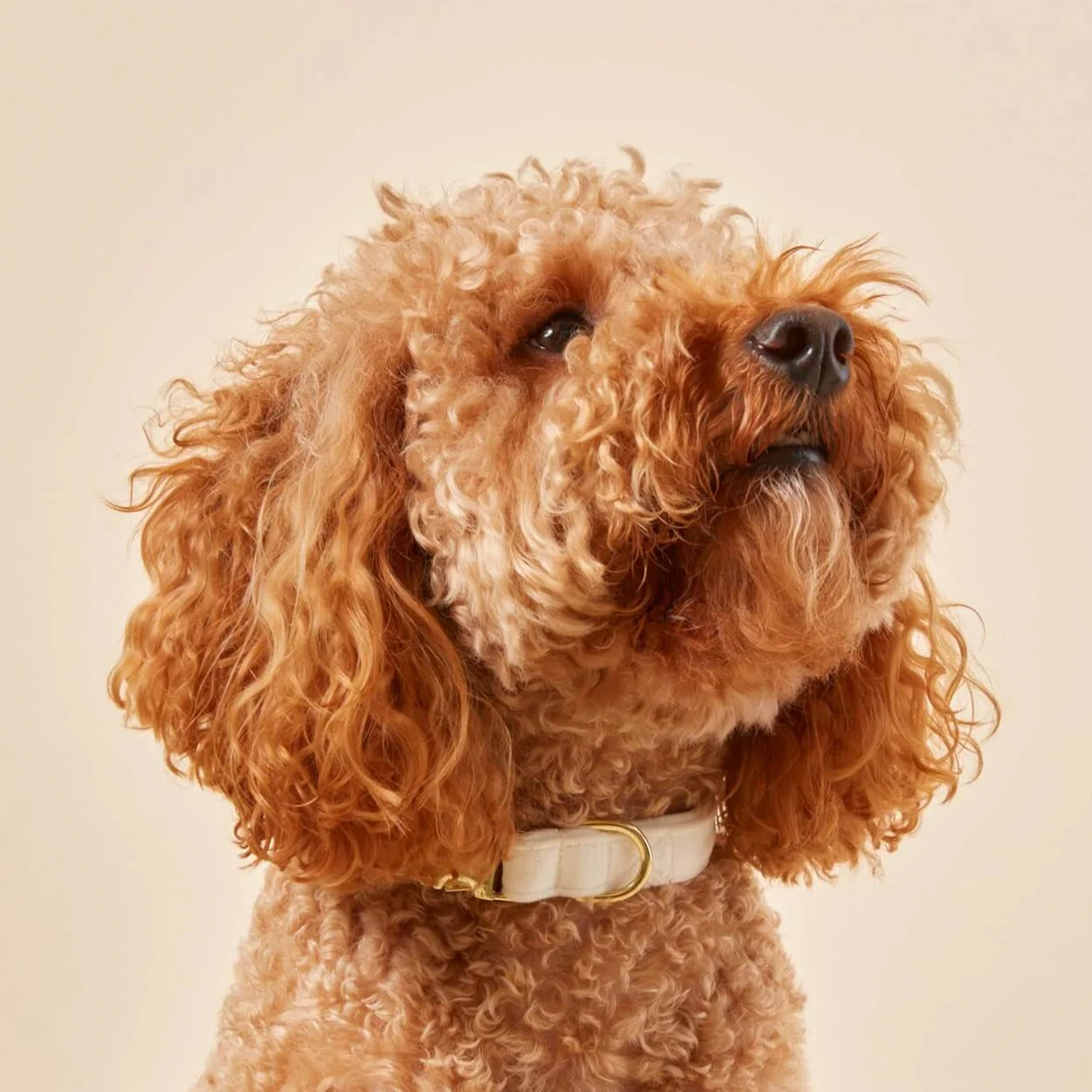 Ivory Velvet Dog Collar