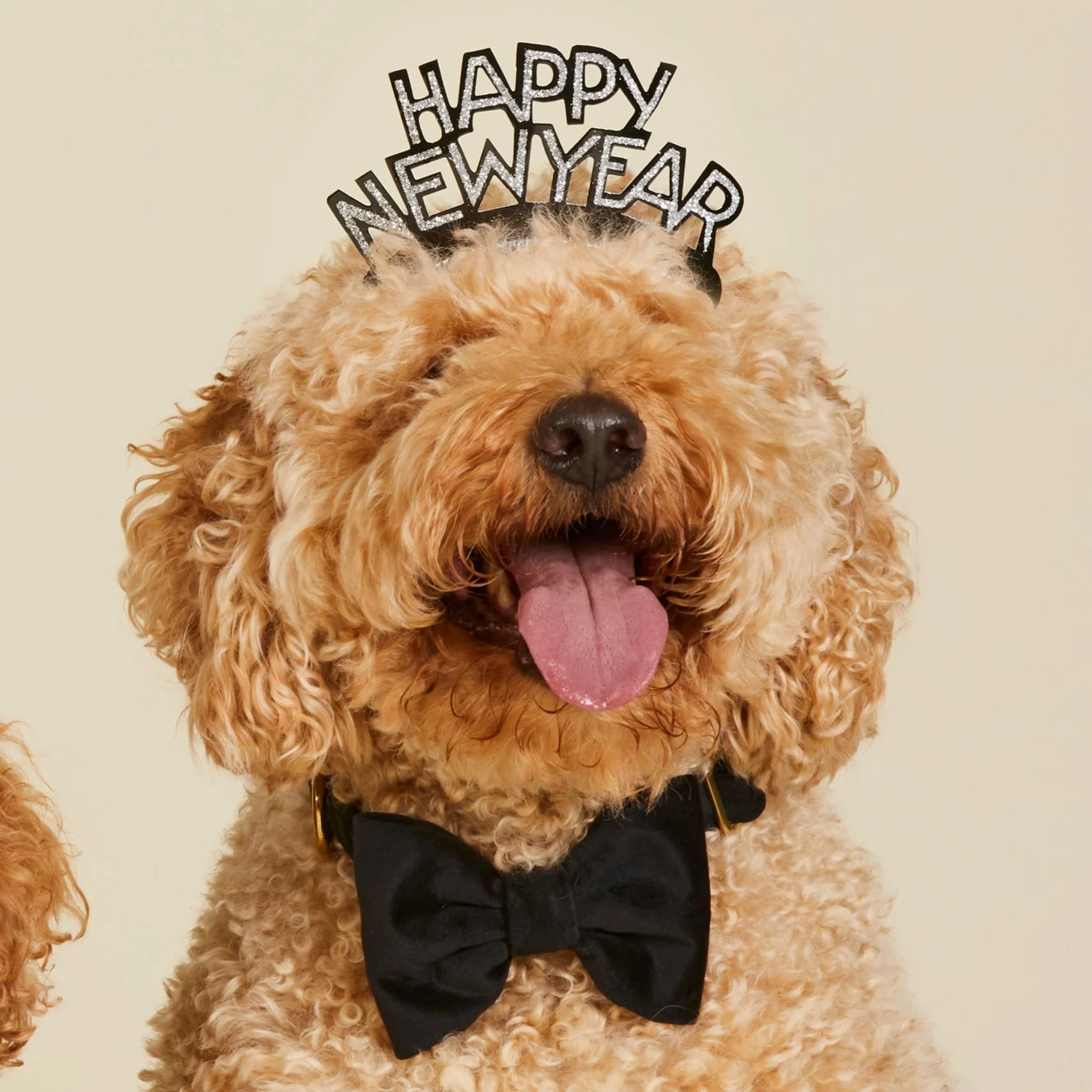 Black Velvet Dog Bow Tie