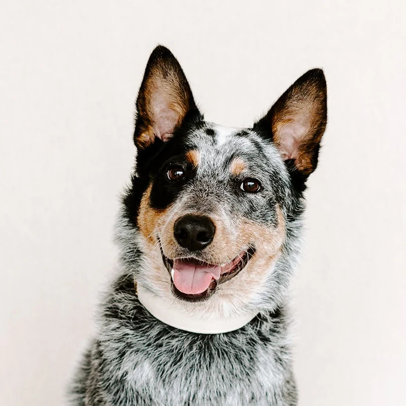 Ivory Velvet Dog Collar