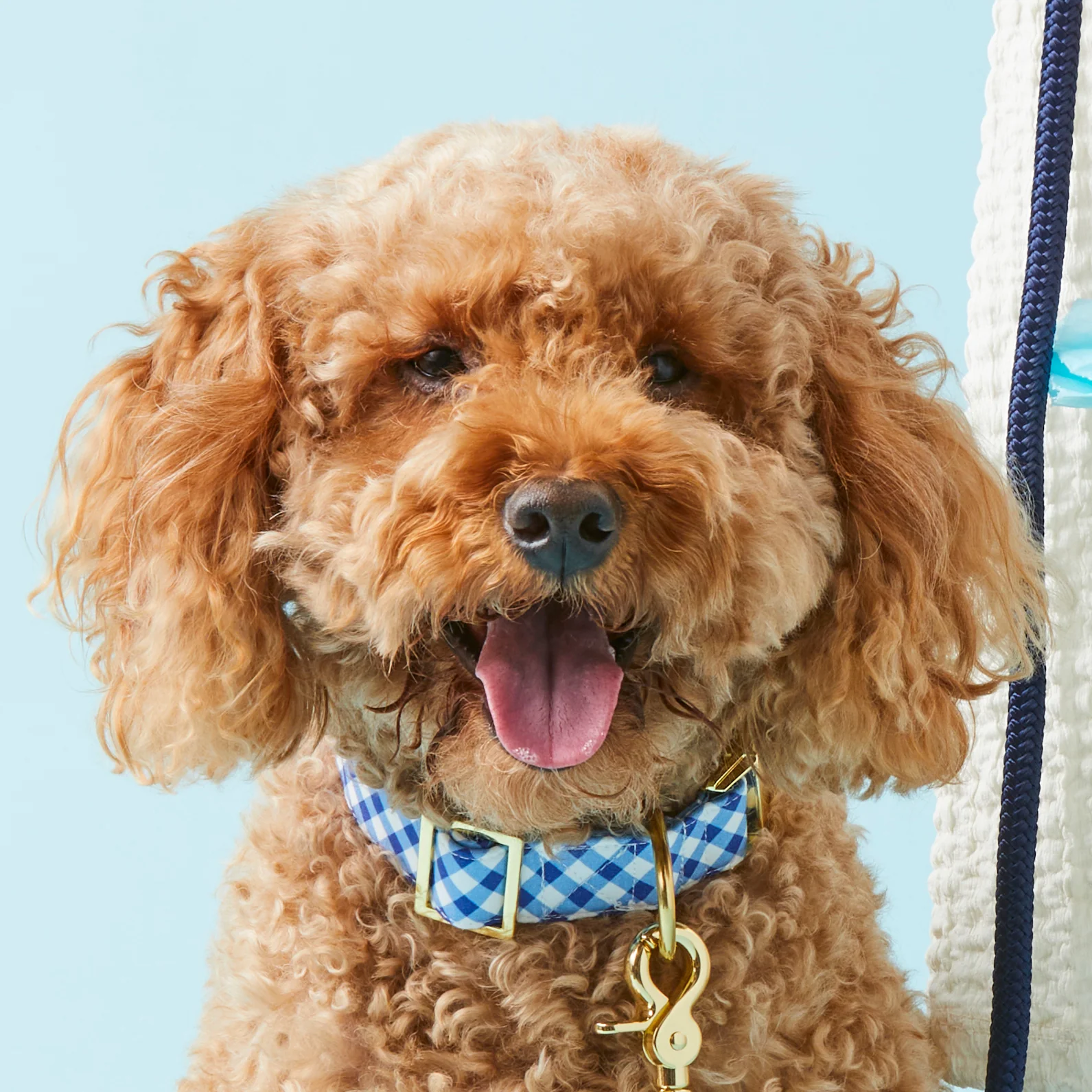 Blue Gingham Dog Collar