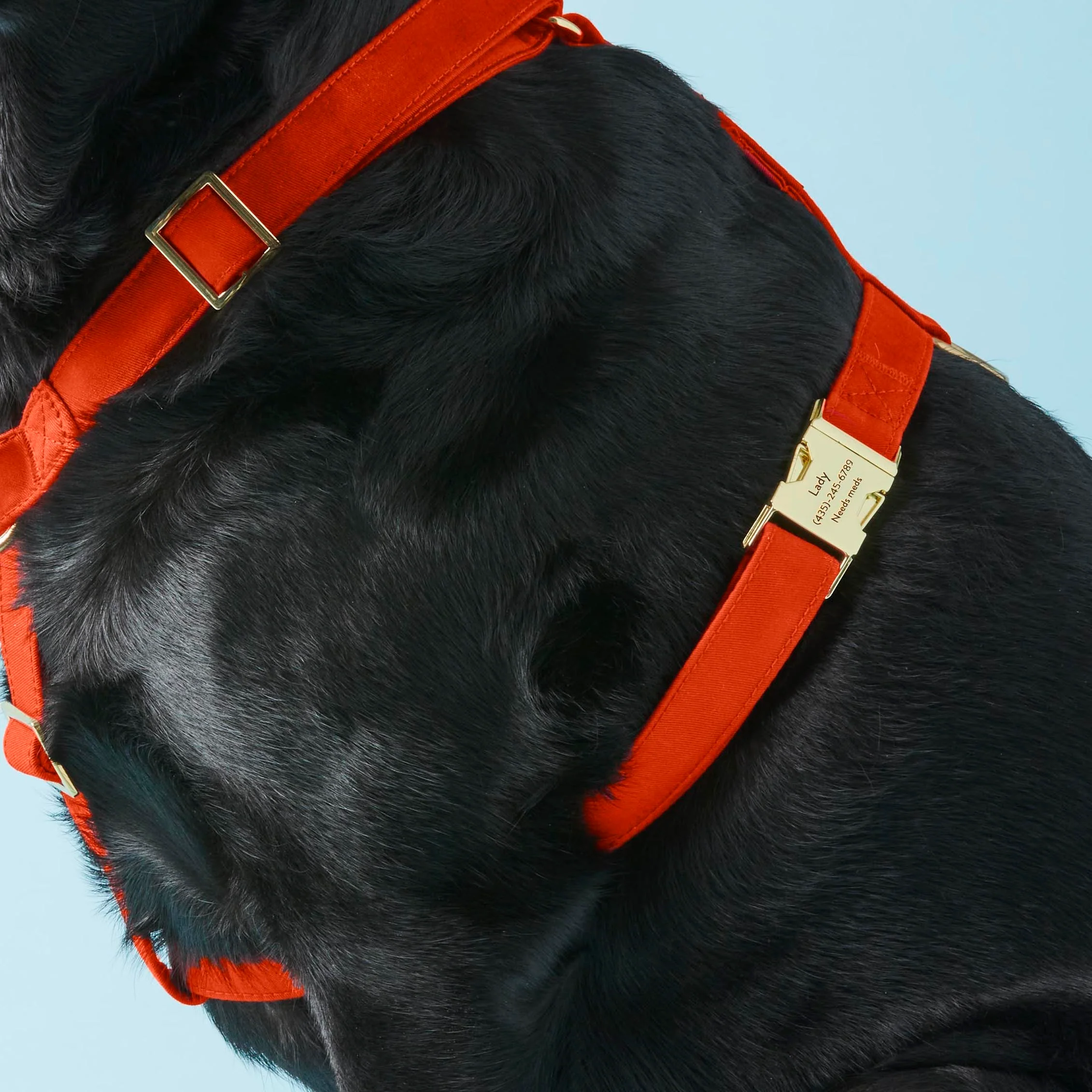 Cider Harness Walk Set