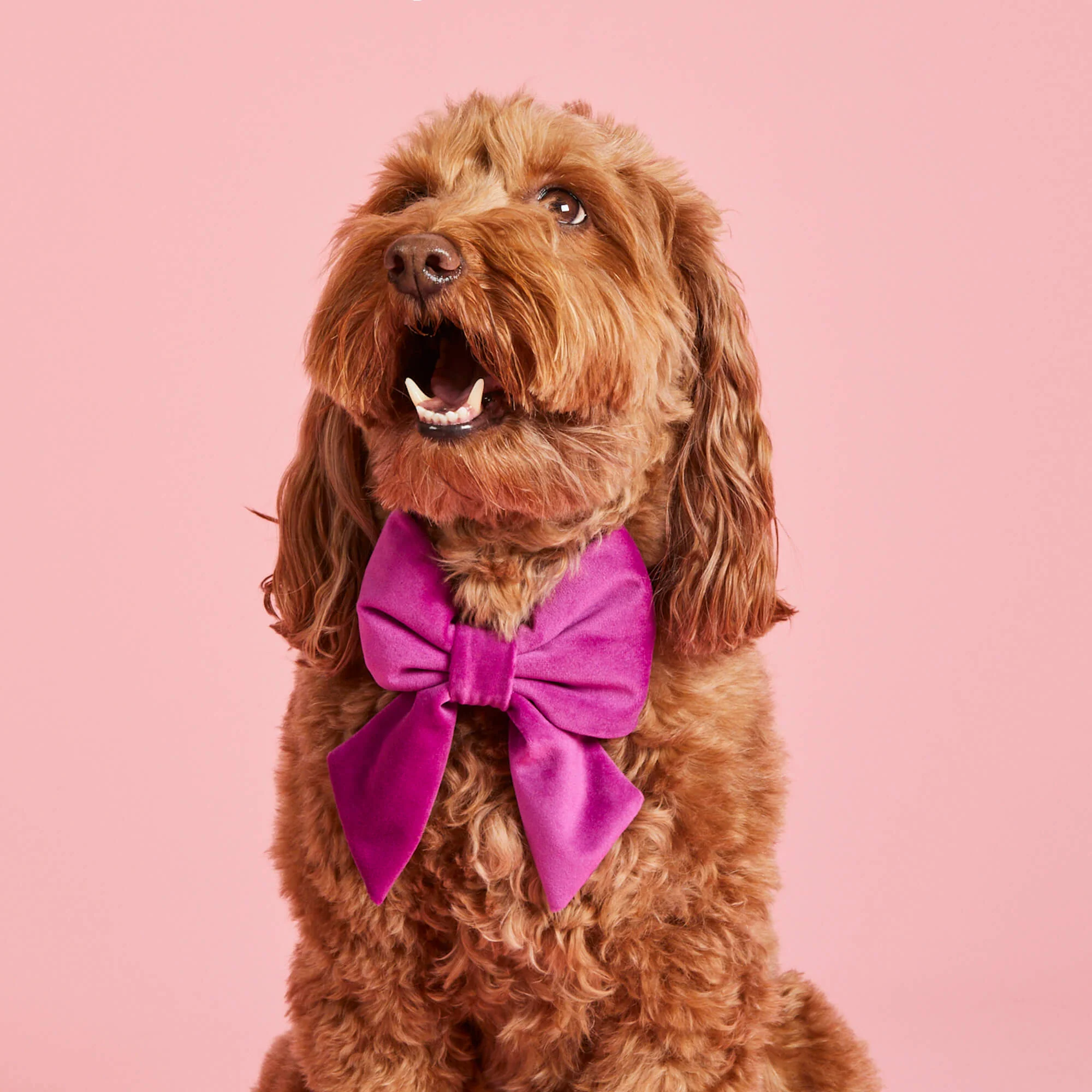 Plum Velvet Lady Dog Bow