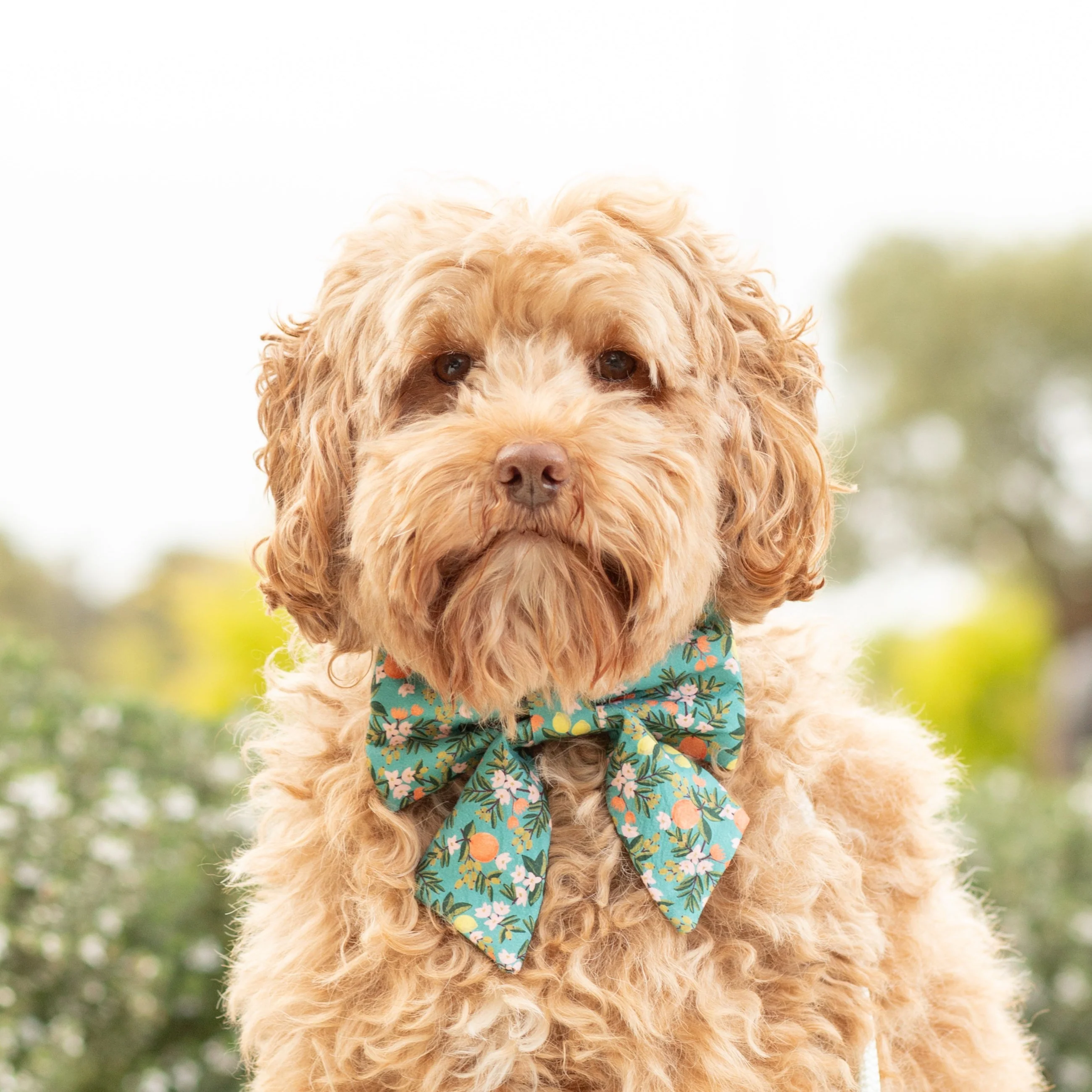 Rifle Paper Co. x TFD Citrus Floral Lady Bow Collar