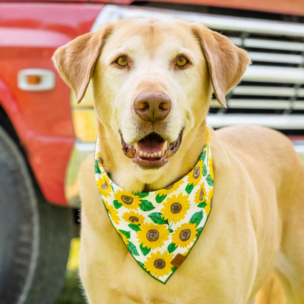 You are My Sunshine Dog Bandana