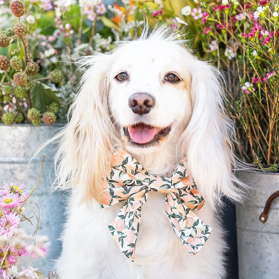 Peaches and Cream Lady Dog Bow