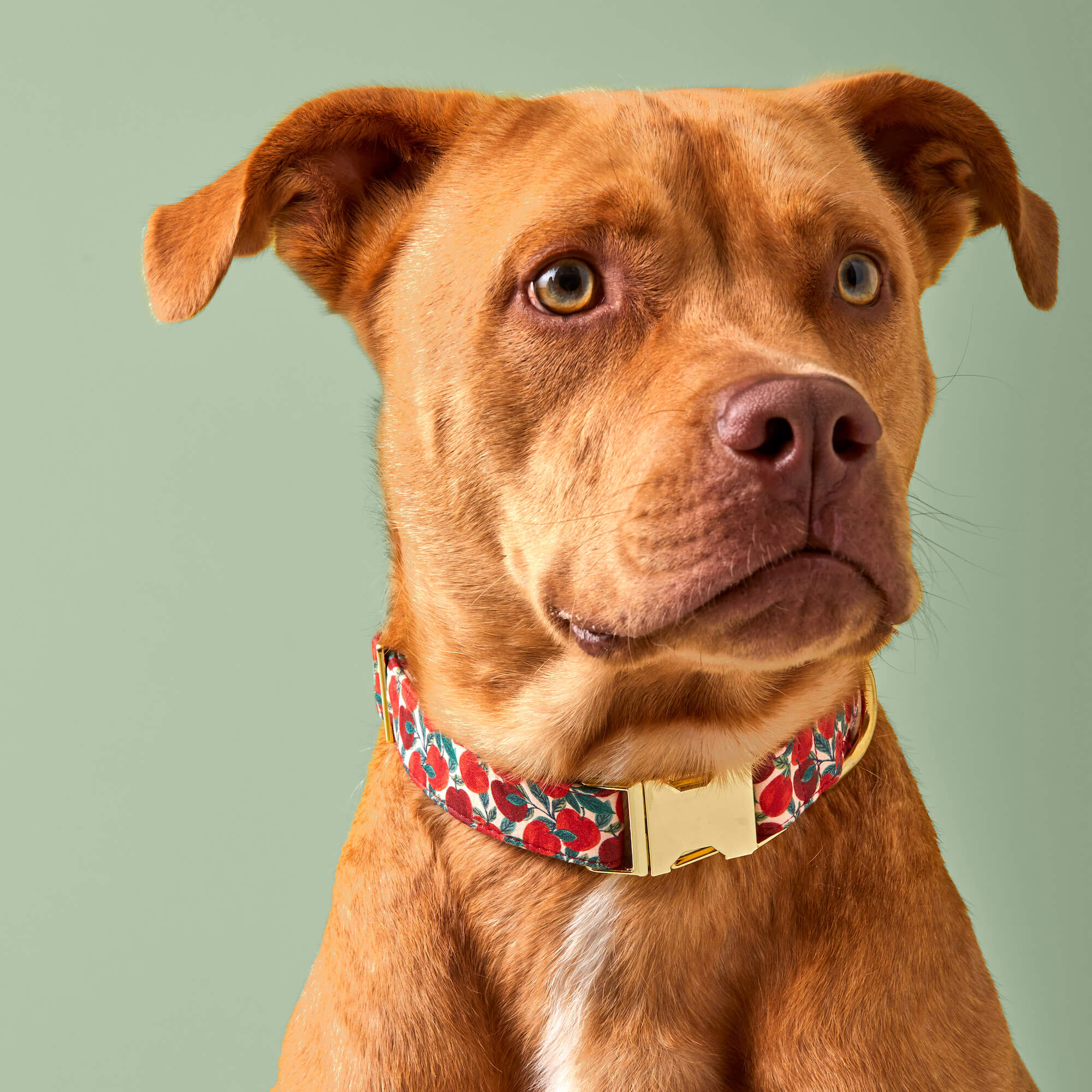 Apple of My Eye Dog Collar