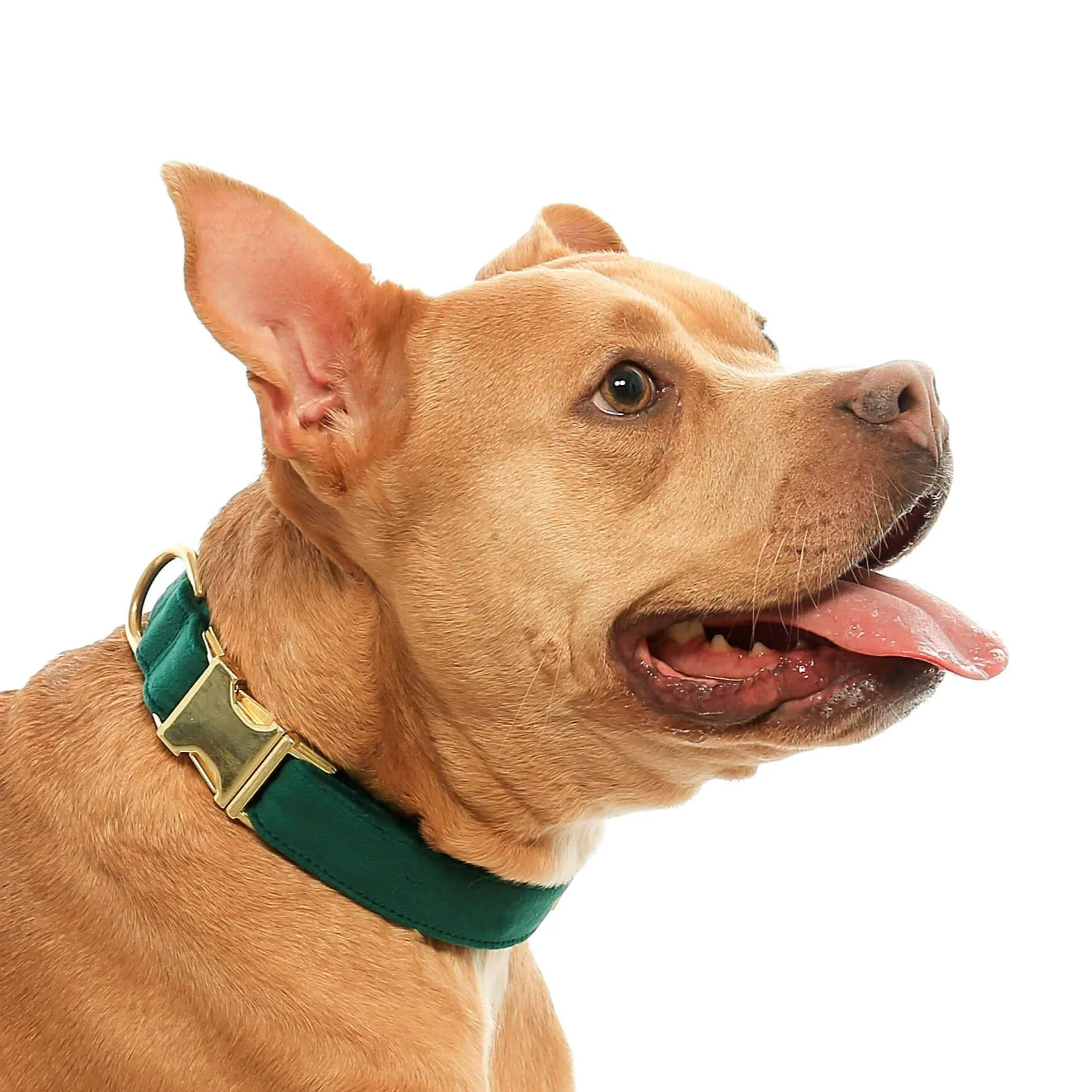 Forest Green Velvet Dog Collar