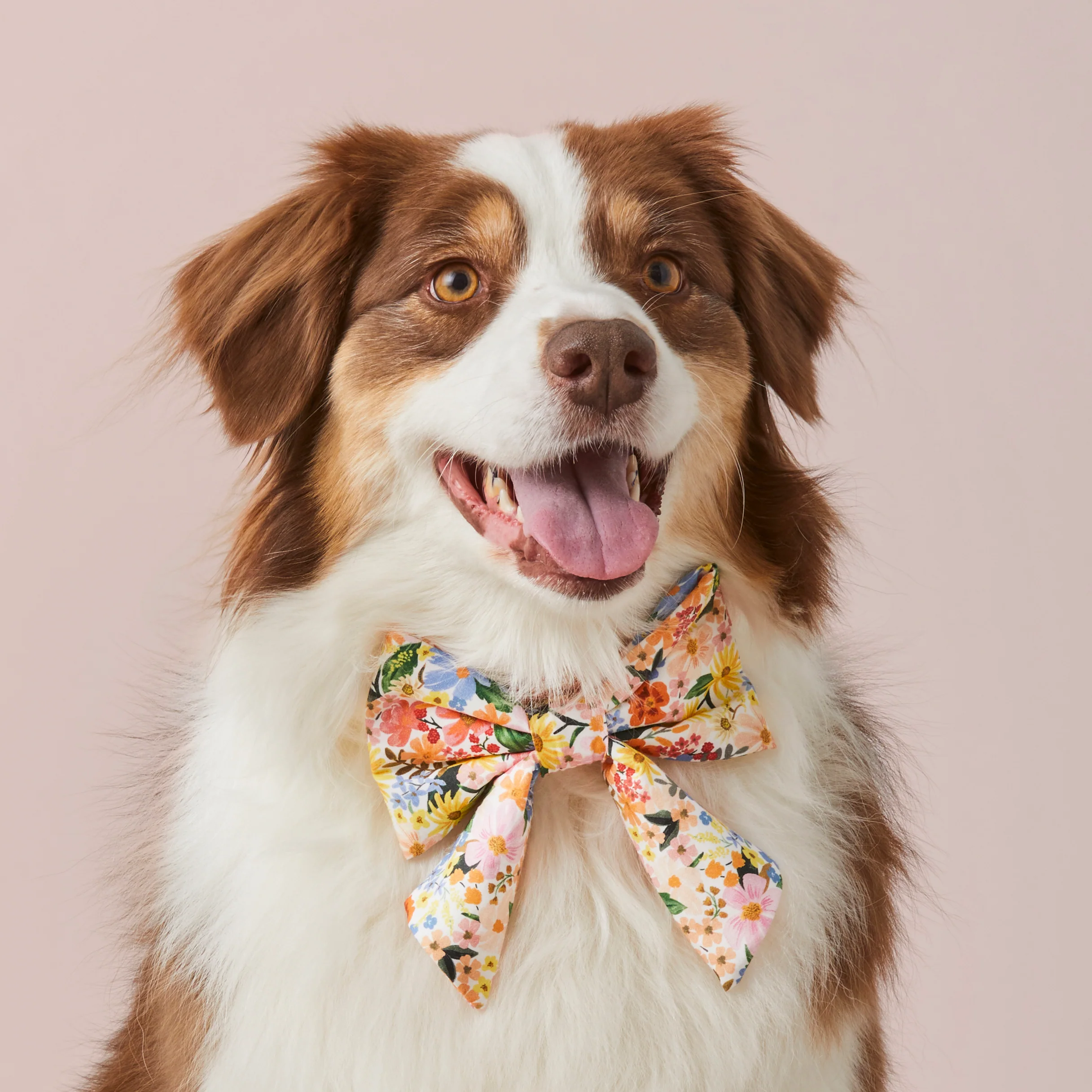 Rifle Paper Co. x TFD Marguerite Lady Dog Bow