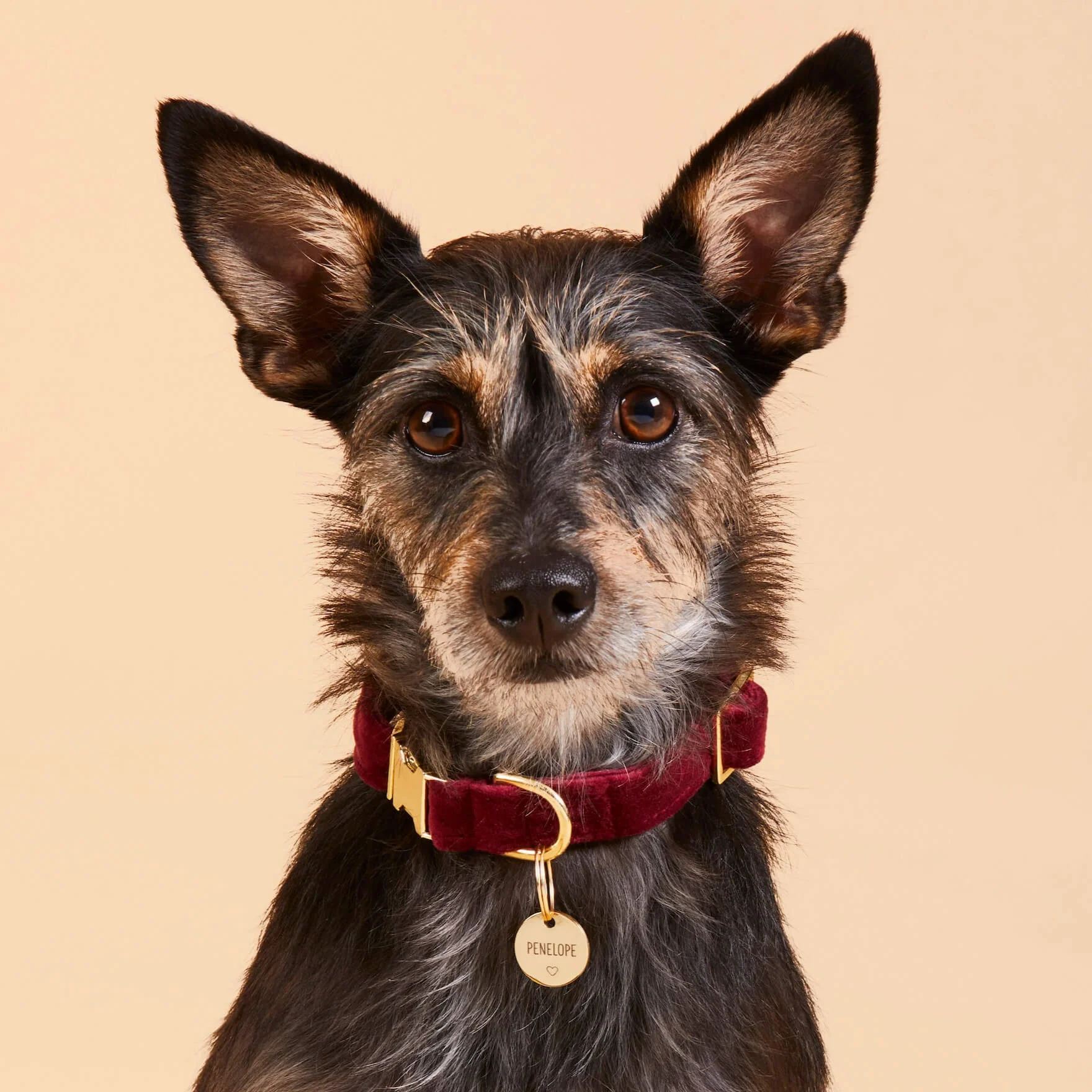 Burgundy Velvet Dog Collar
