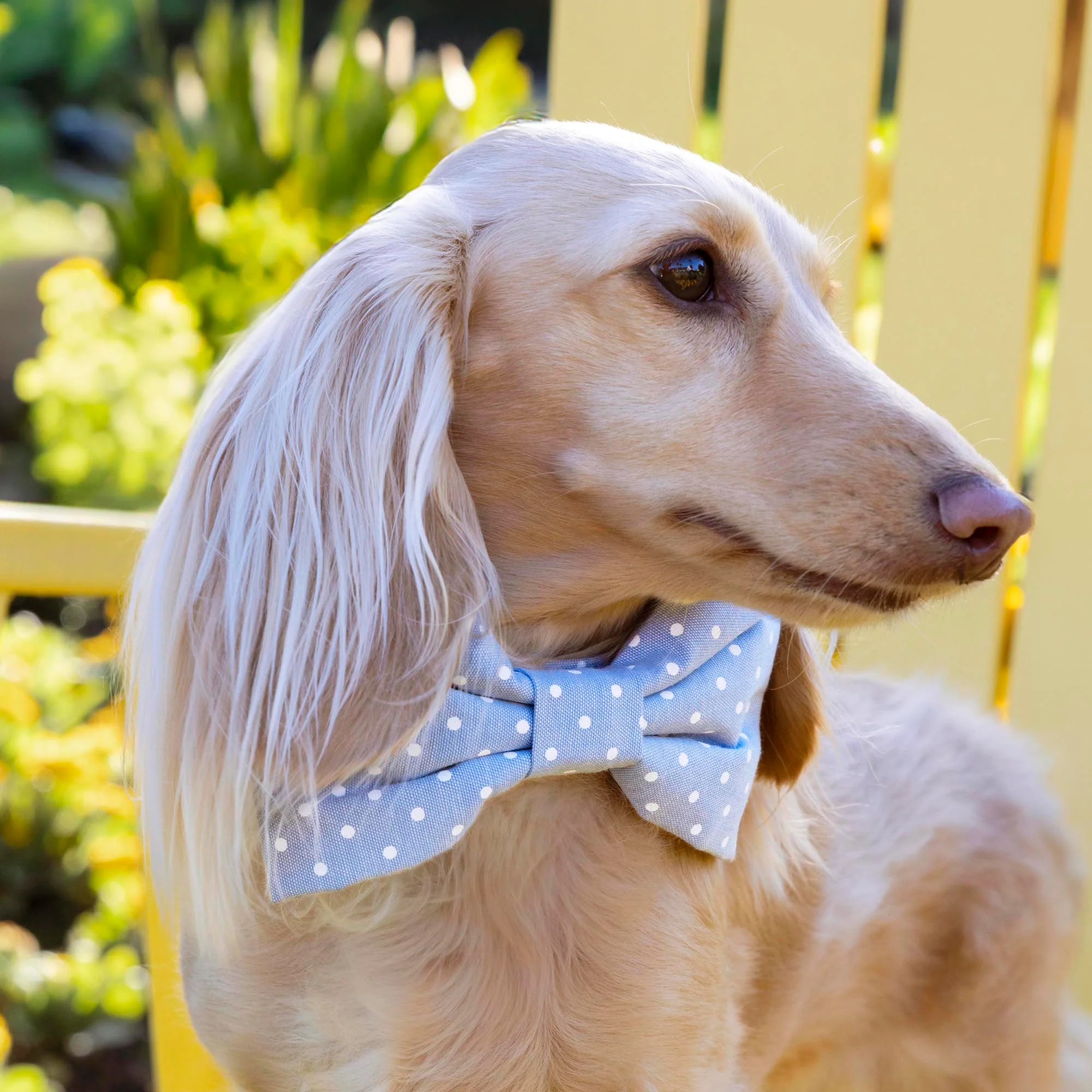 Chambray Dots Dog Bow Tie