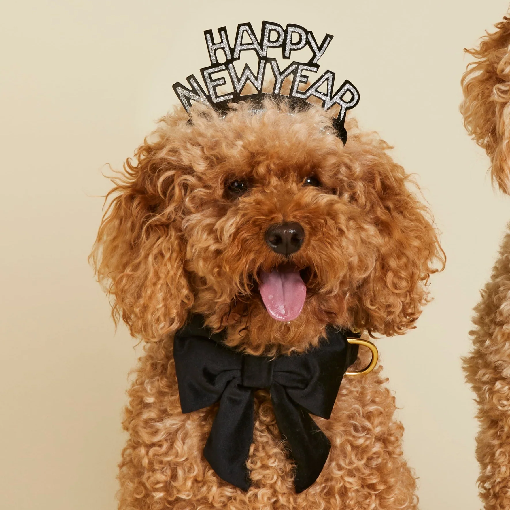 Black Velvet Lady Dog Bow