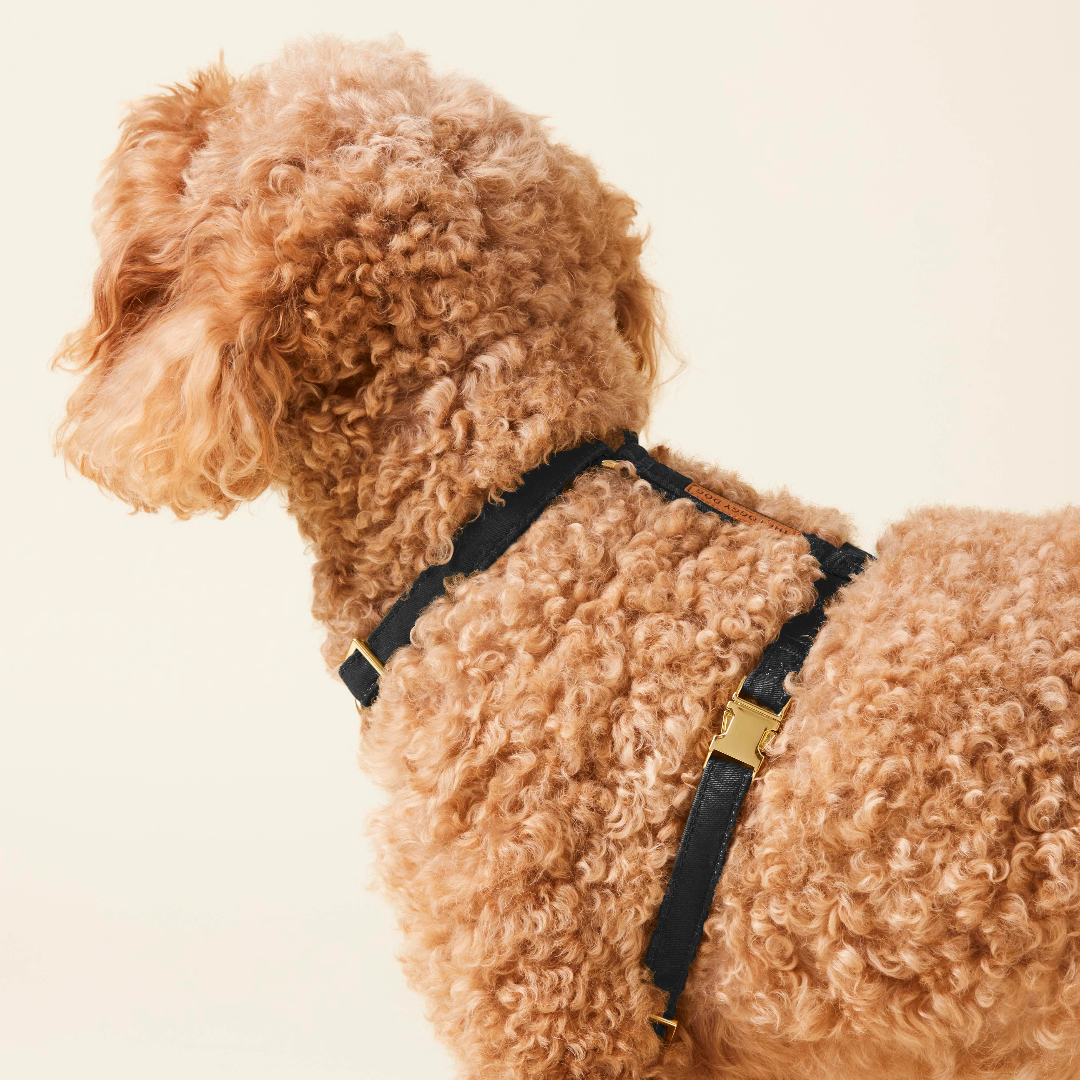Onyx Dog Harness
