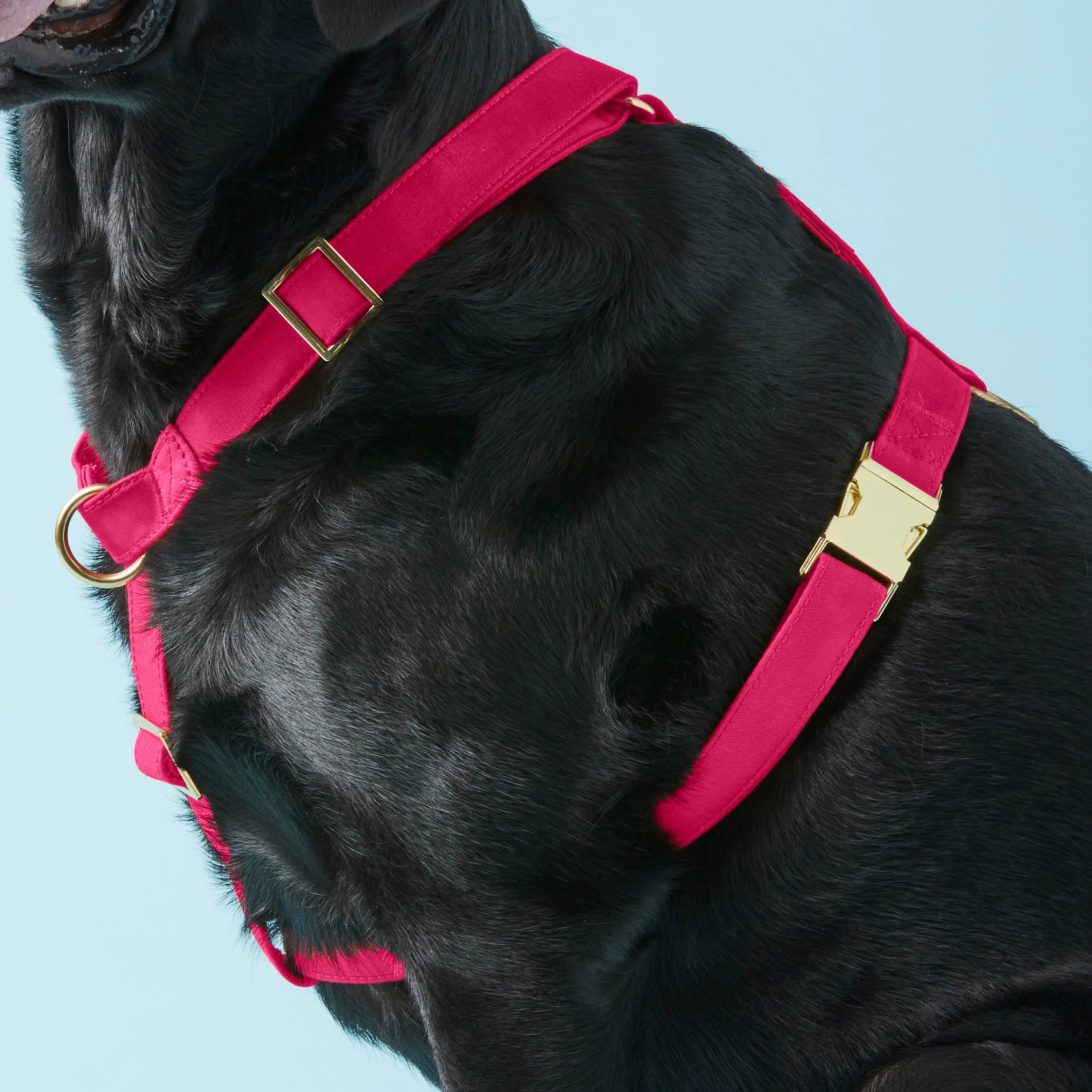 Hot Pink Dog Harness