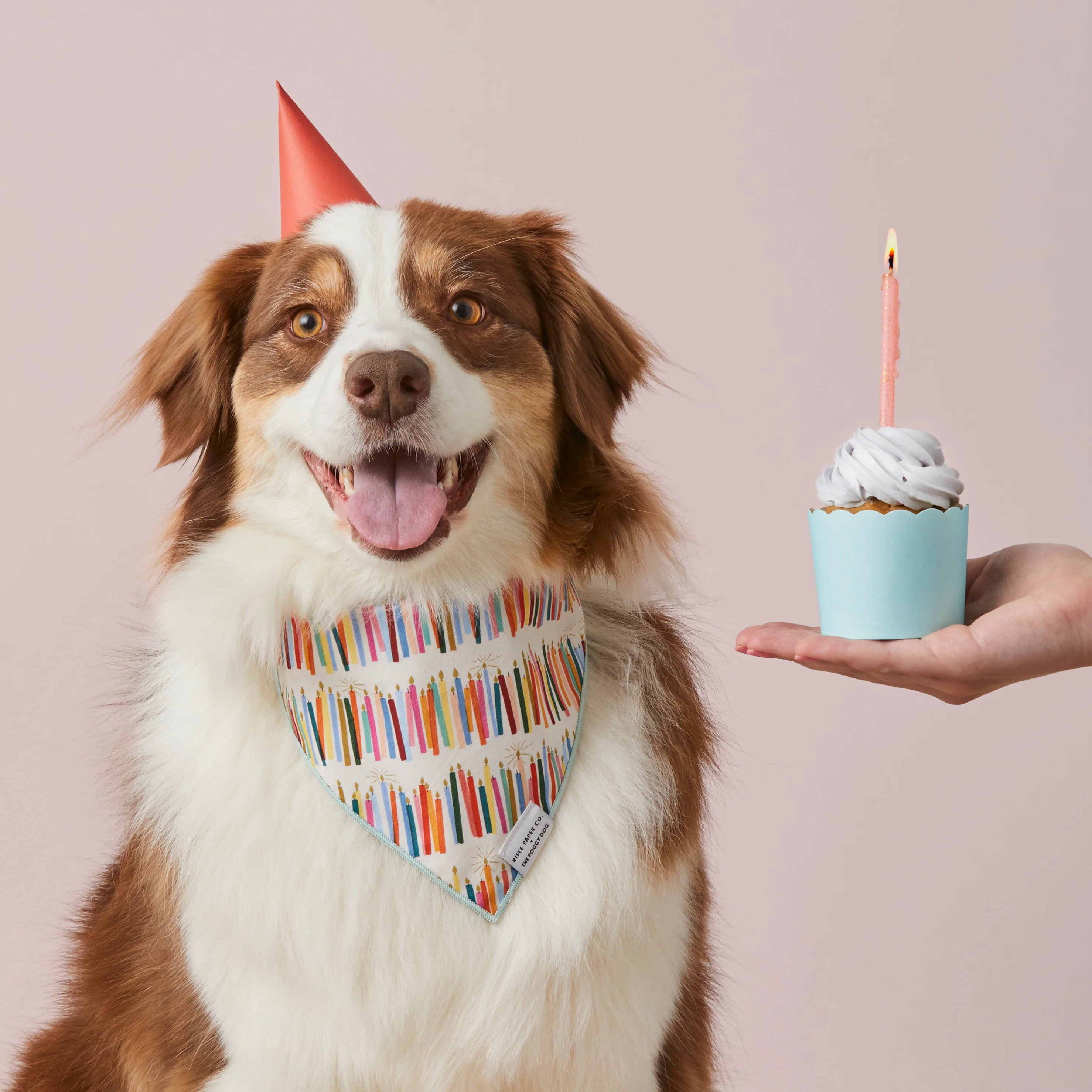 Rifle Paper Co. x TFD Birthday Candles Dog Bandana