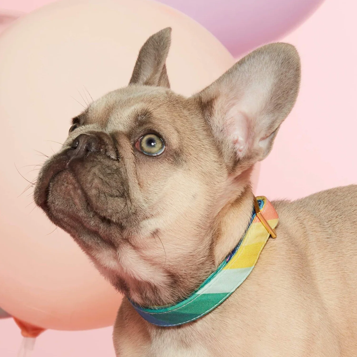 Over the Rainbow Dog Collar