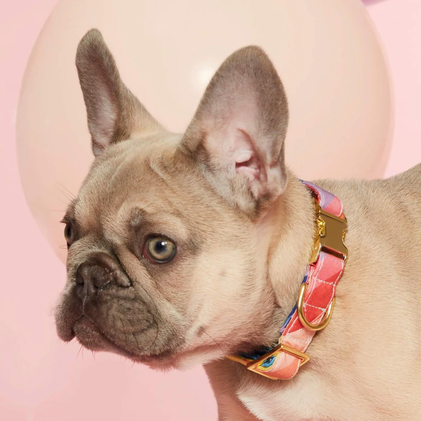 Over the Rainbow Dog Collar