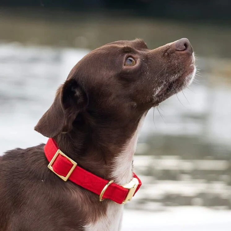 Ruby Dog Collar
