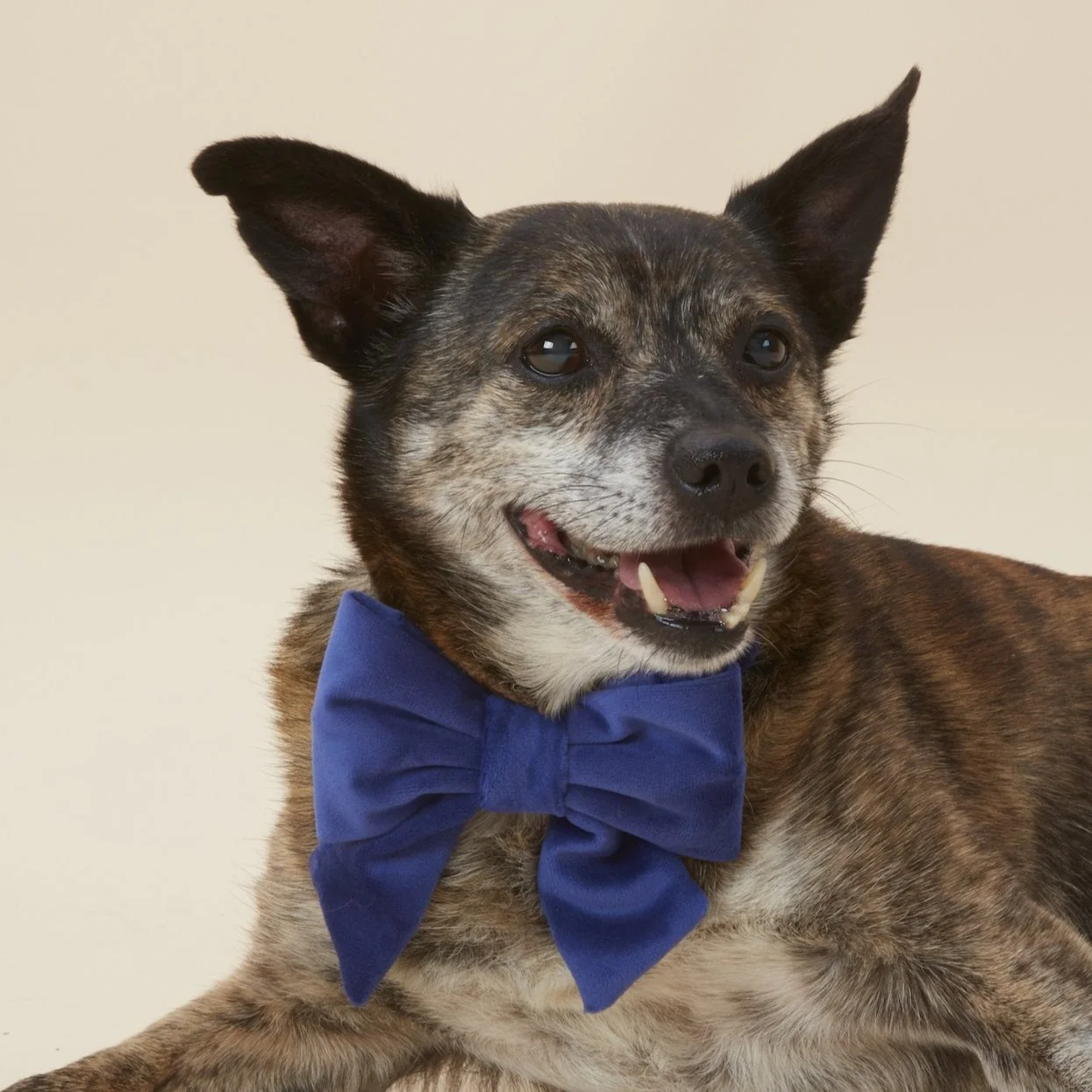 Navy Velvet Lady Dog Bow