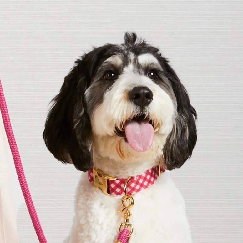 Raspberry Gingham Dog Collar