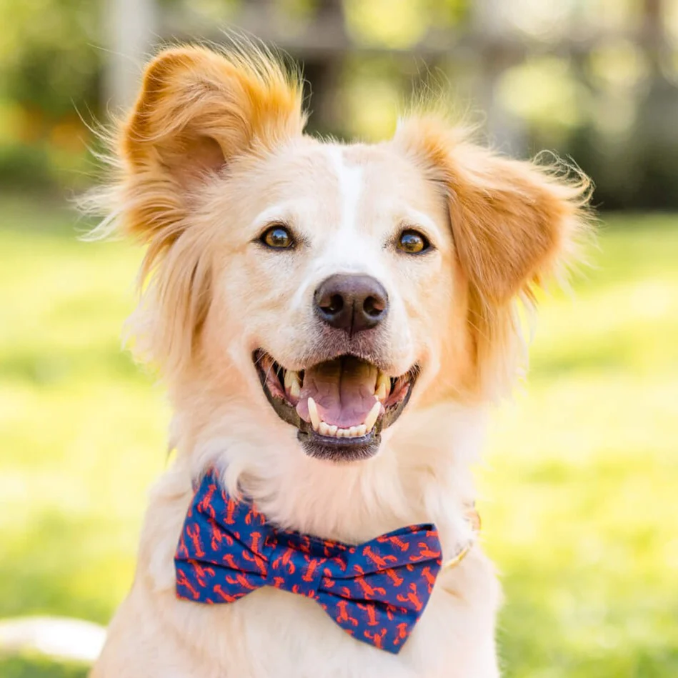 Catch of the Day Dog Bow Tie