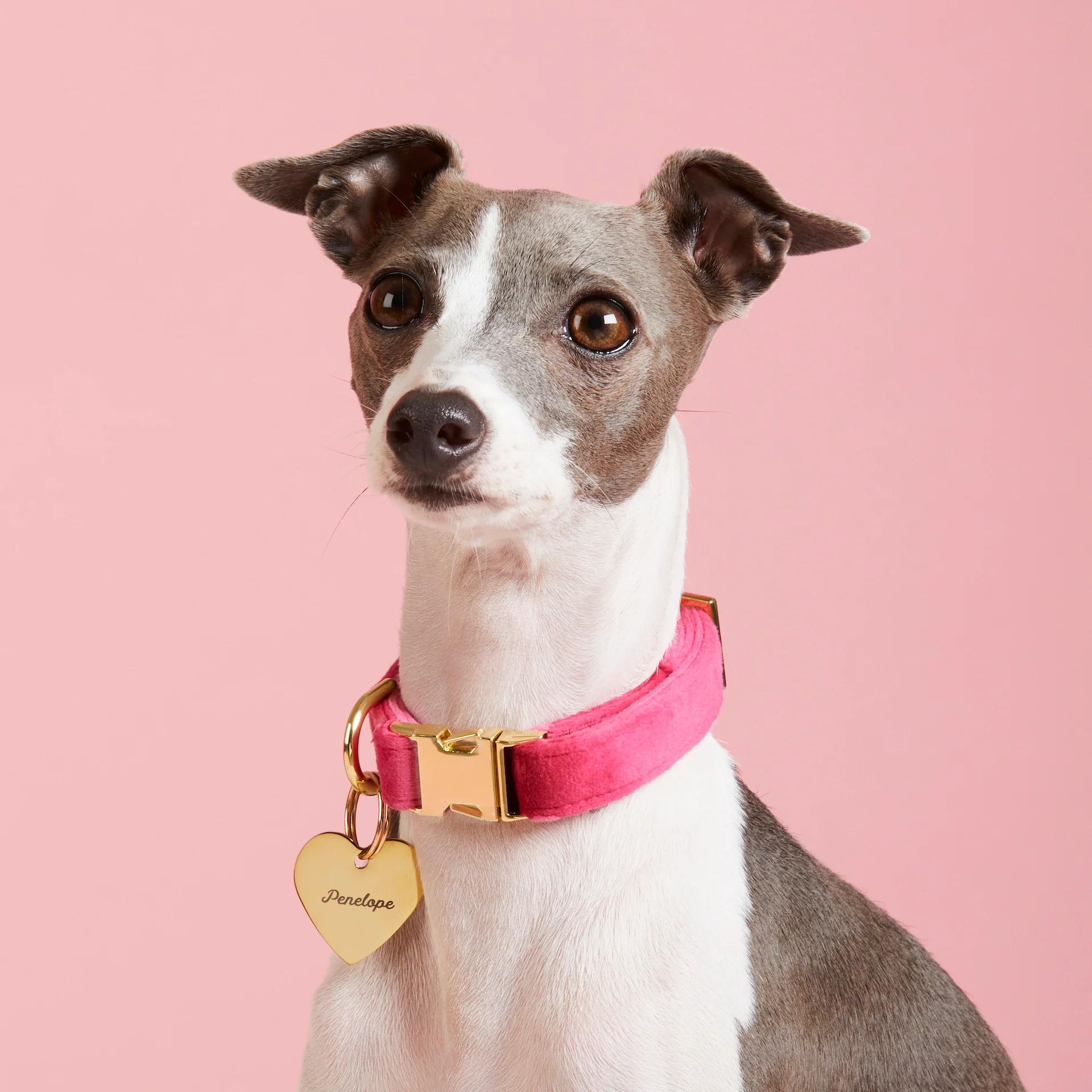Hot Pink Velvet Dog Collar