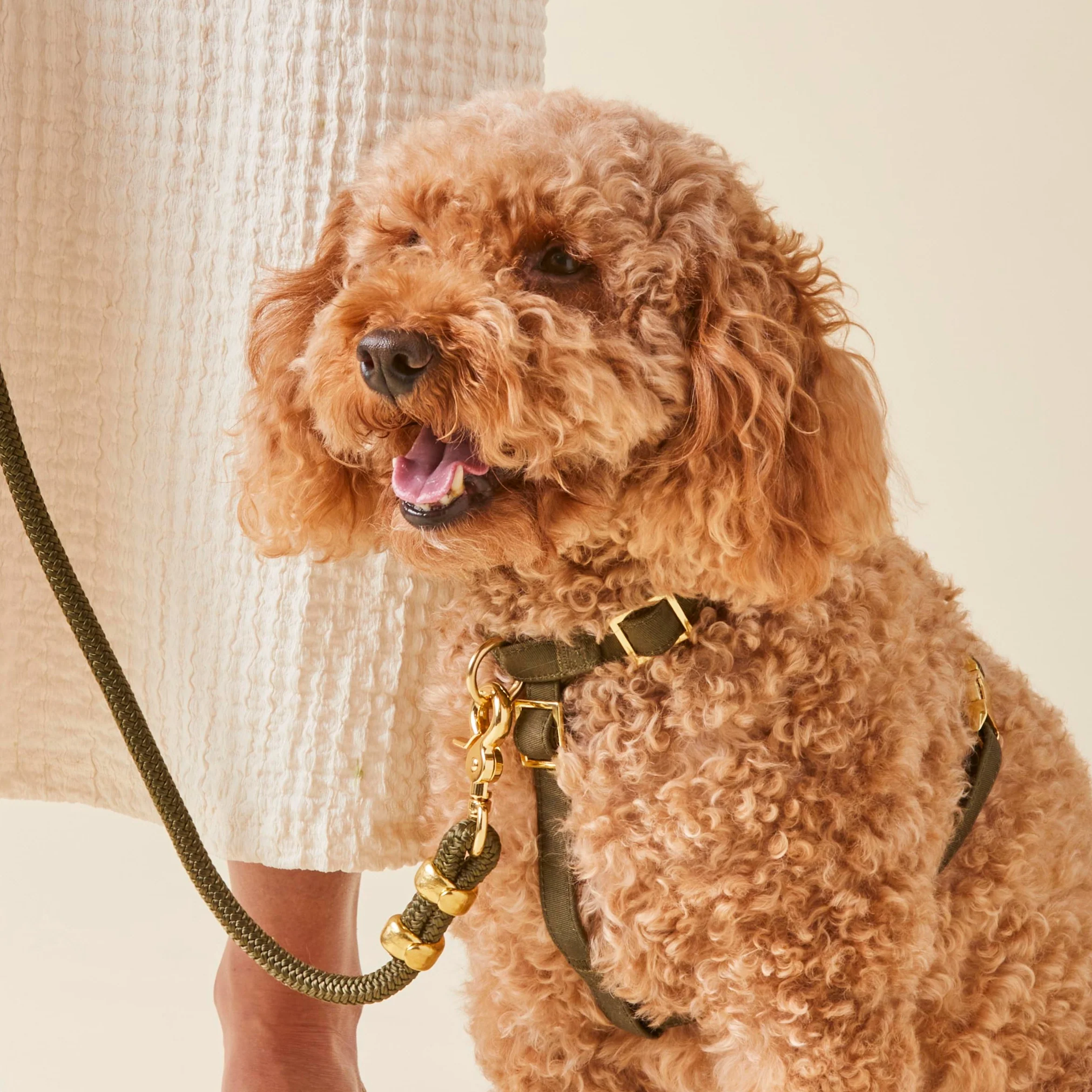 Olive Dog Harness