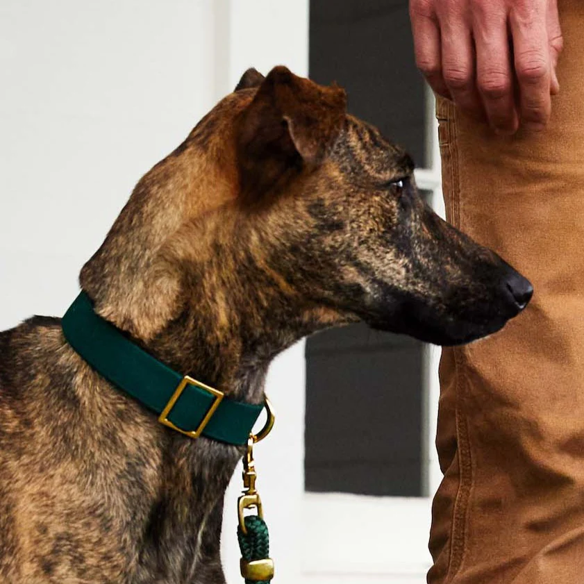 Evergreen Dog Collar