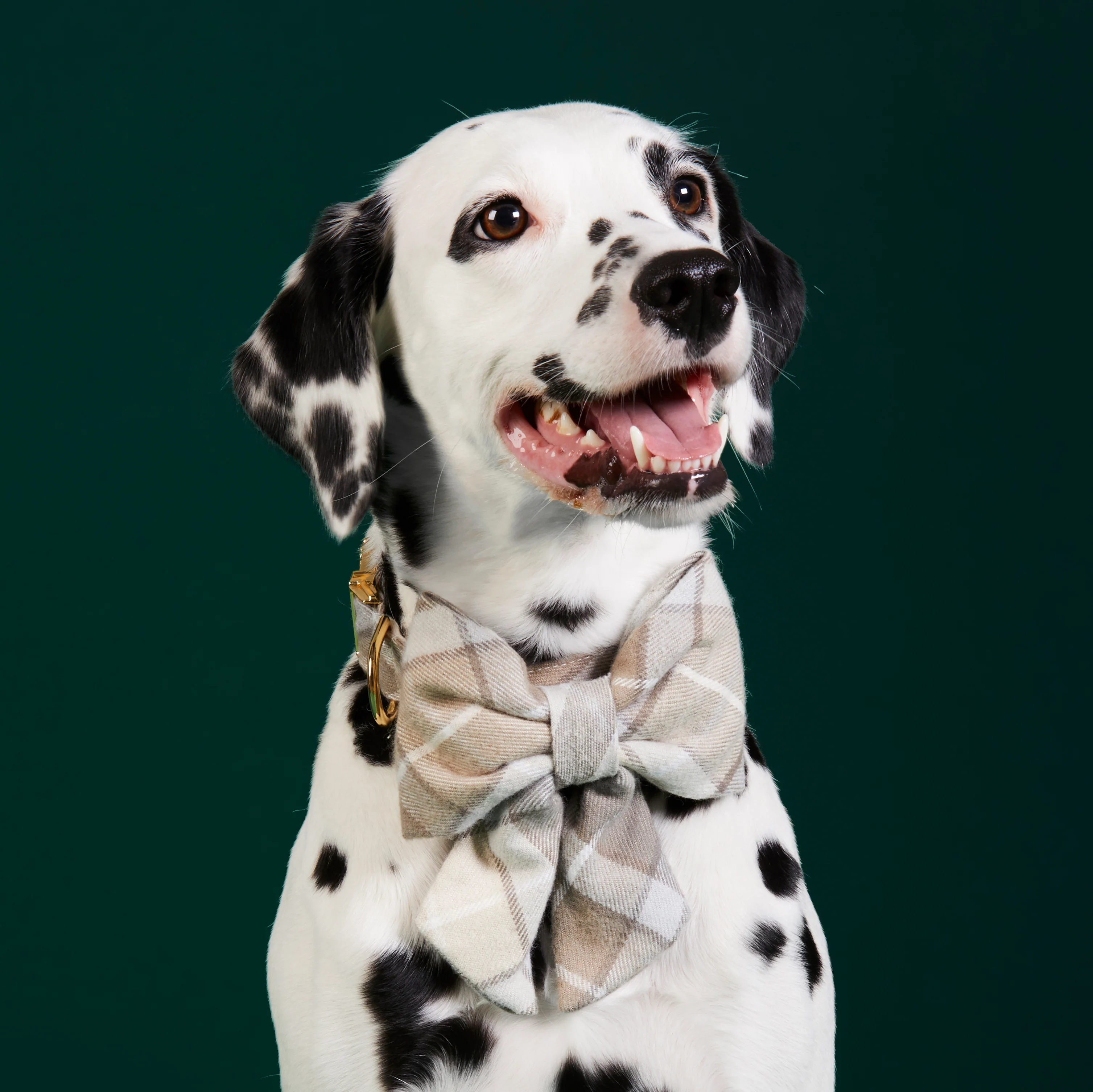 Andover Plaid Flannel Lady Dog Bow