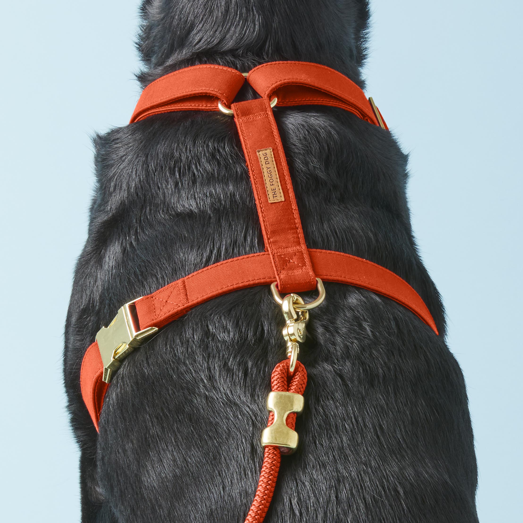 Cider Dog Harness