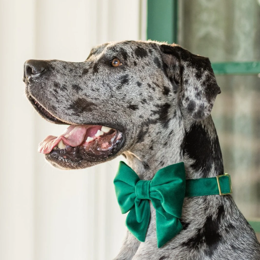 Forest Green Velvet Lady Bow Collar